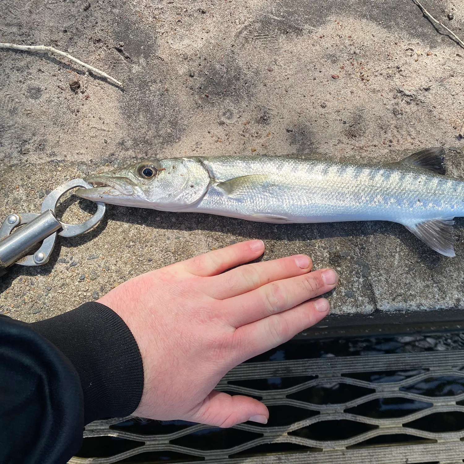 ᐅ Lake Magellan fishing reports🎣• Caloundra, Queensland (Australia) fishing