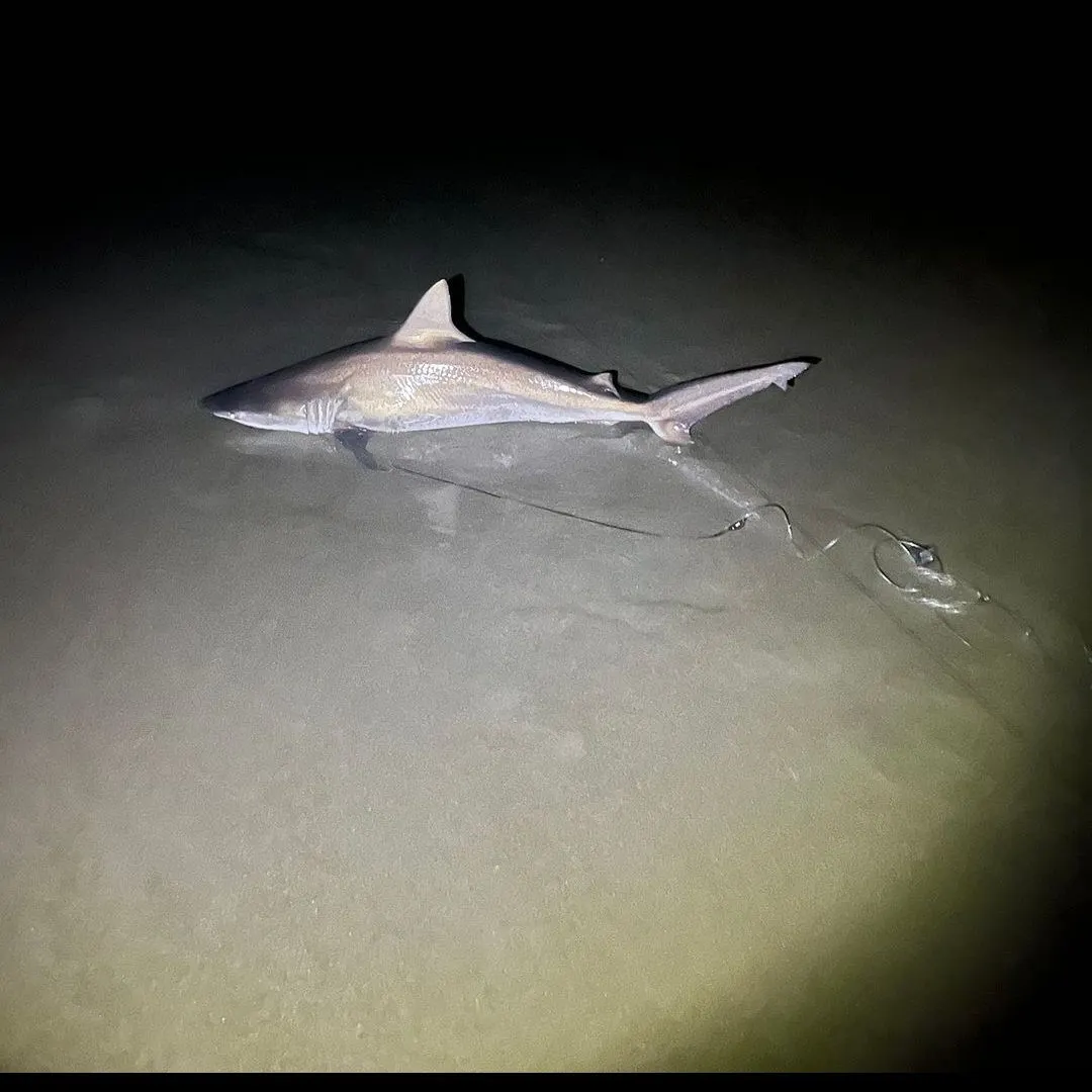 The most recent Bull shark catches on Fishbrain