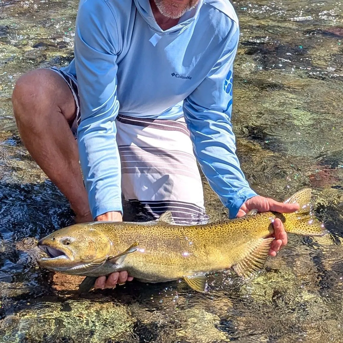 Chinook salmon caught on Fishbrain