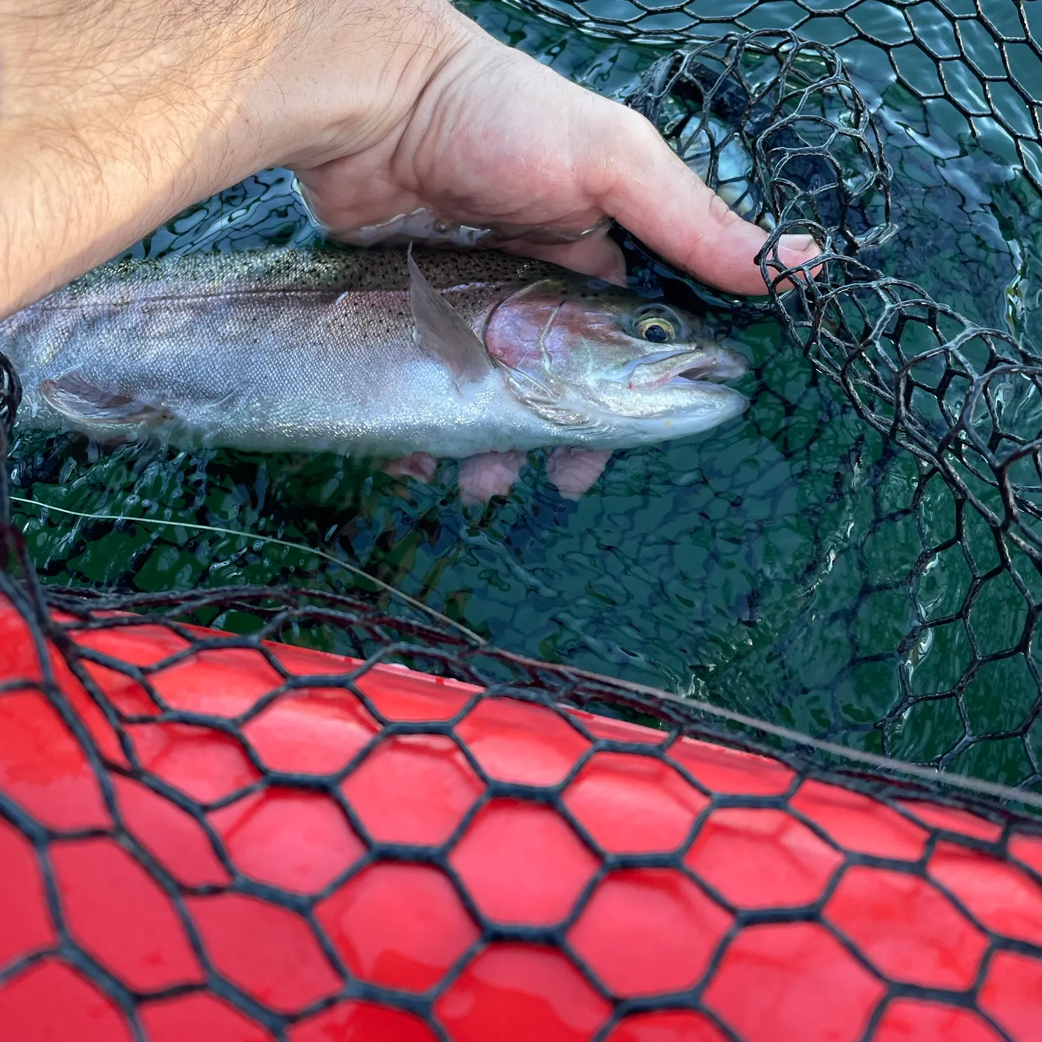 Rainbow trout caught on Fishbrain