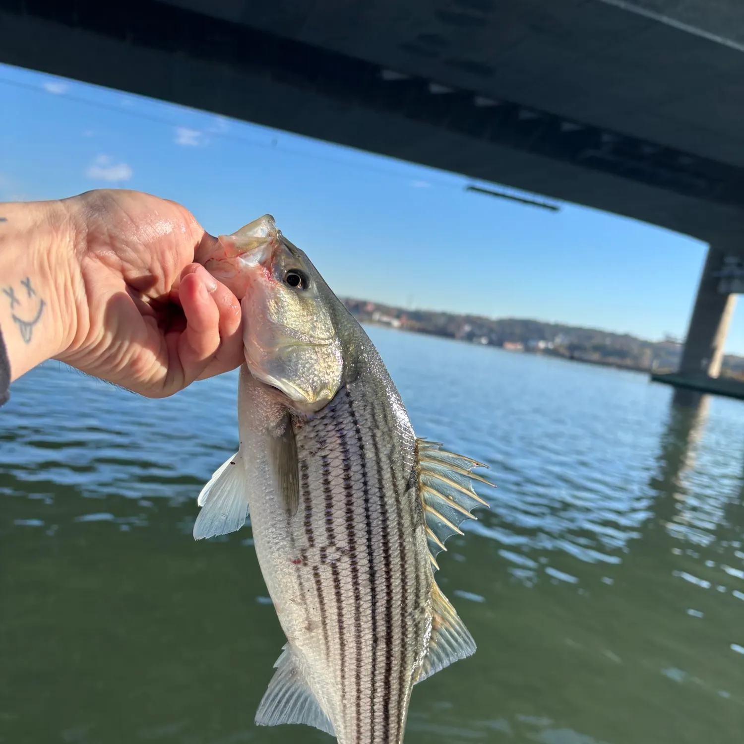 Striped bass caught on Fishbrain