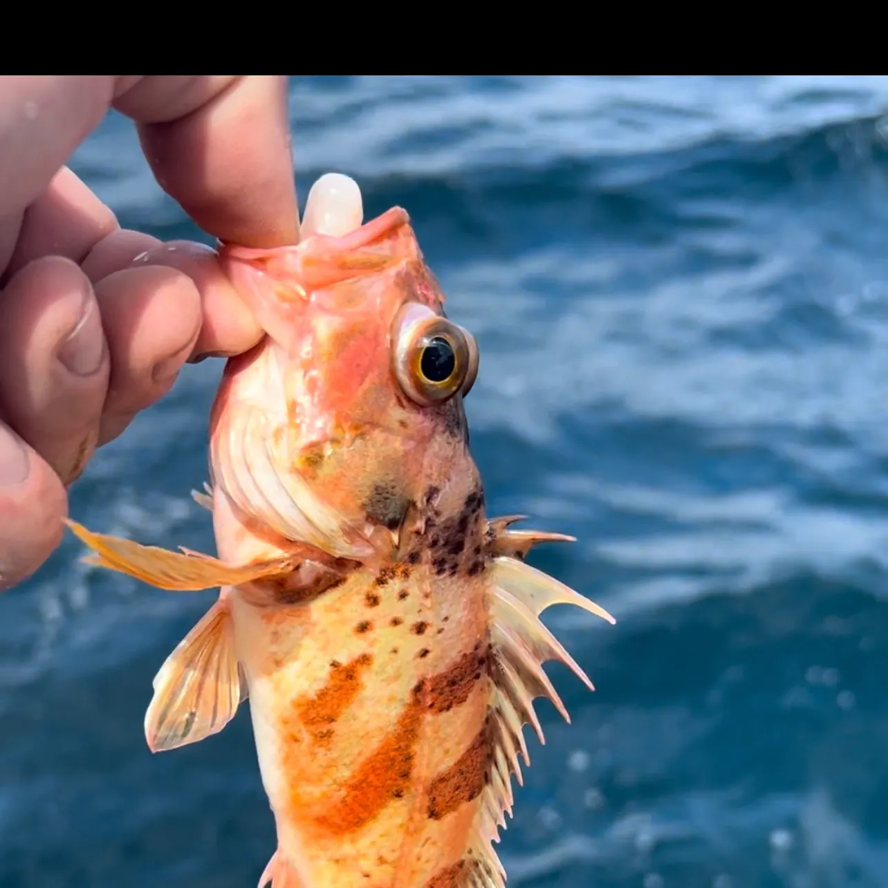 The most recent Rock sea bass catches on Fishbrain