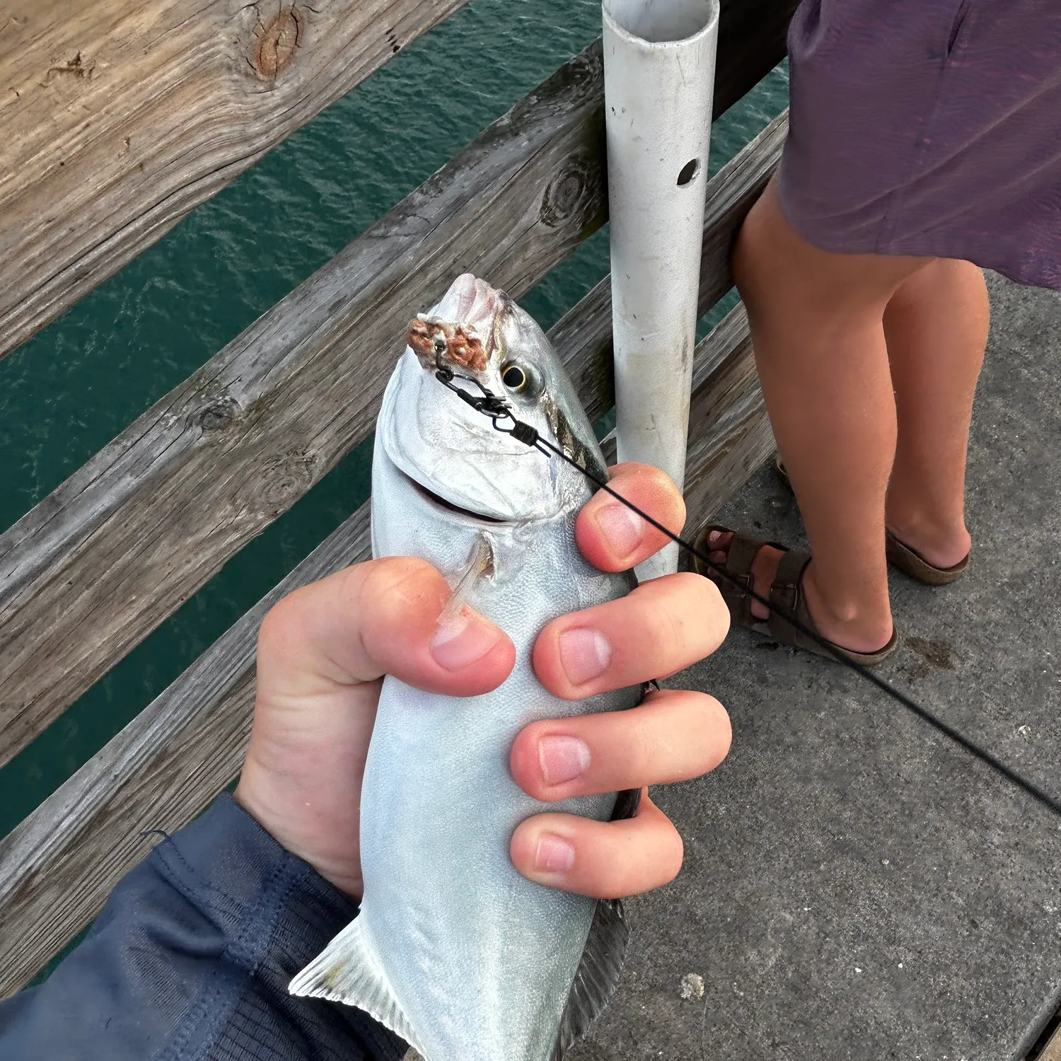 The most recent California yellowtail amberjack catches on Fishbrain