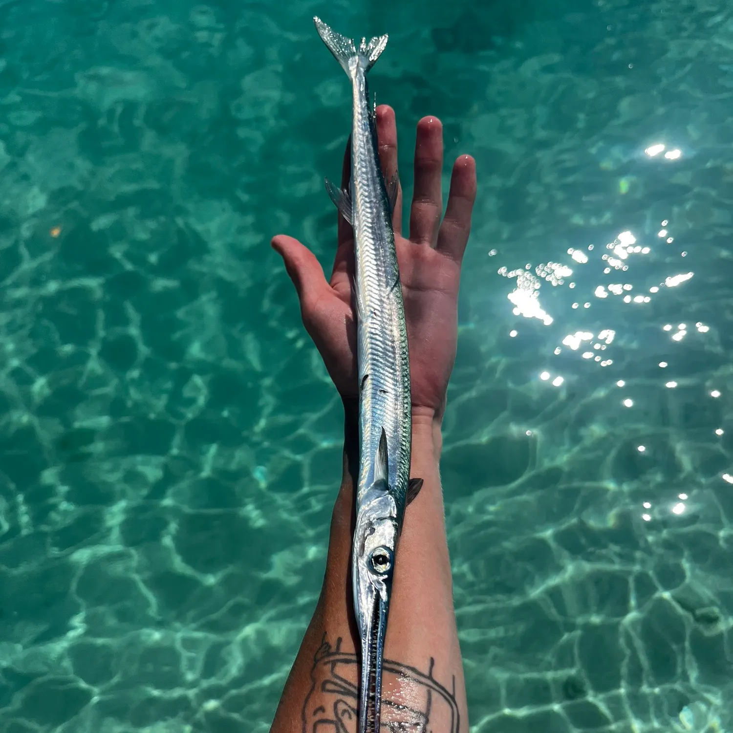 The most recent Redfin needlefish catches on Fishbrain