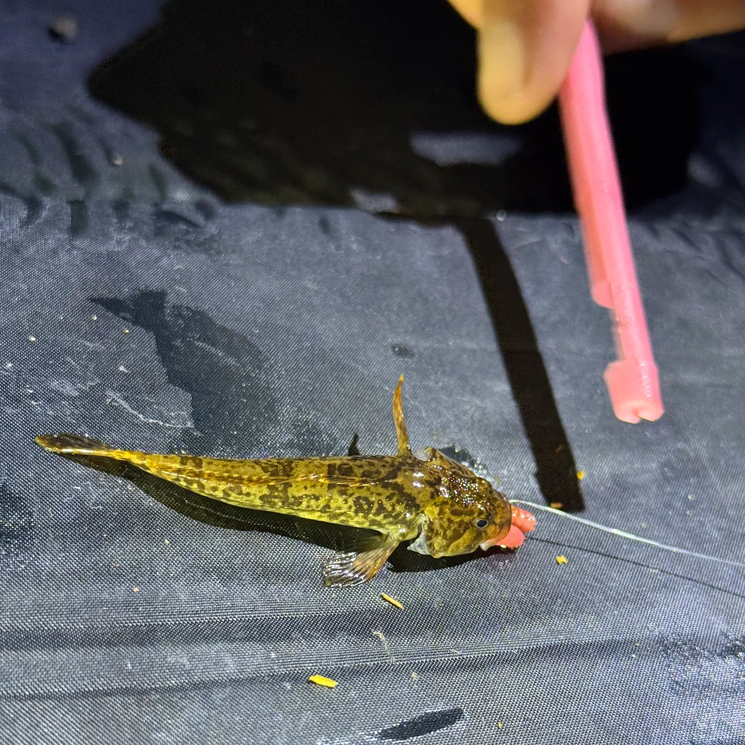 The most recent Pug-headed mudskipper catches on Fishbrain