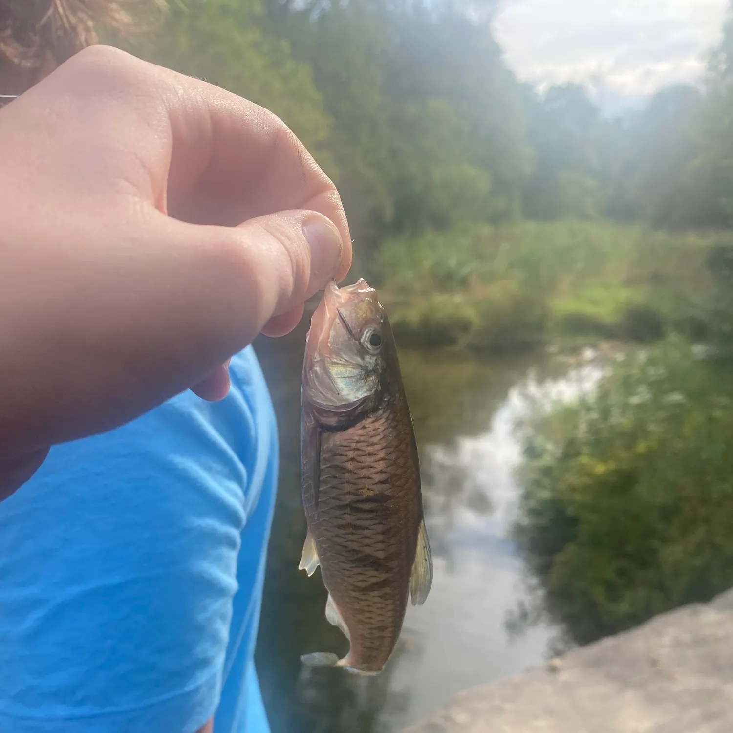 Striped shiner caught on Fishbrain