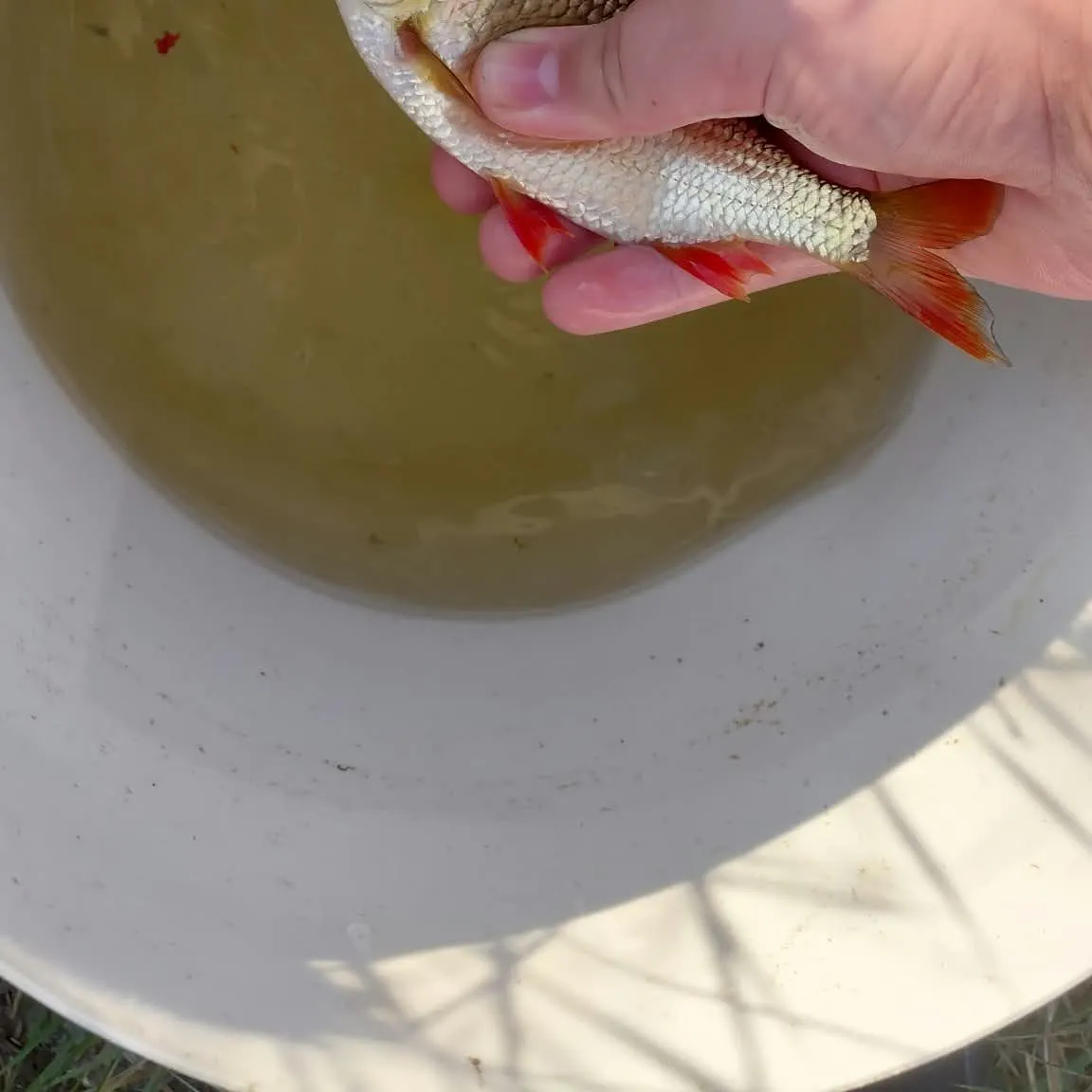 Common rudd caught on Fishbrain