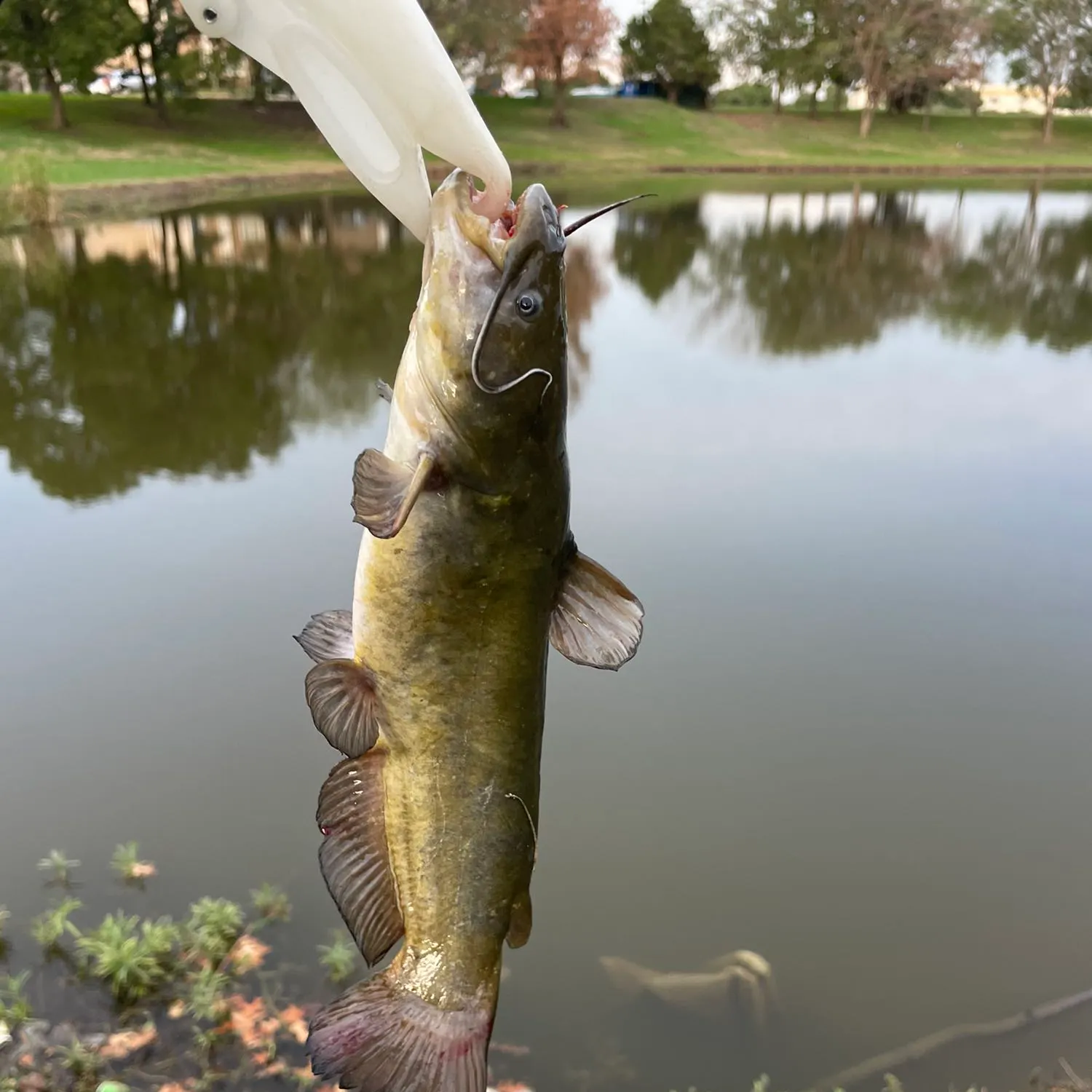 Black bullhead caught on Fishbrain