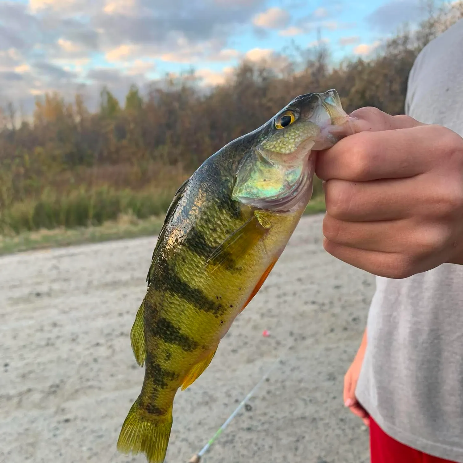 Yellow perch caught on Fishbrain