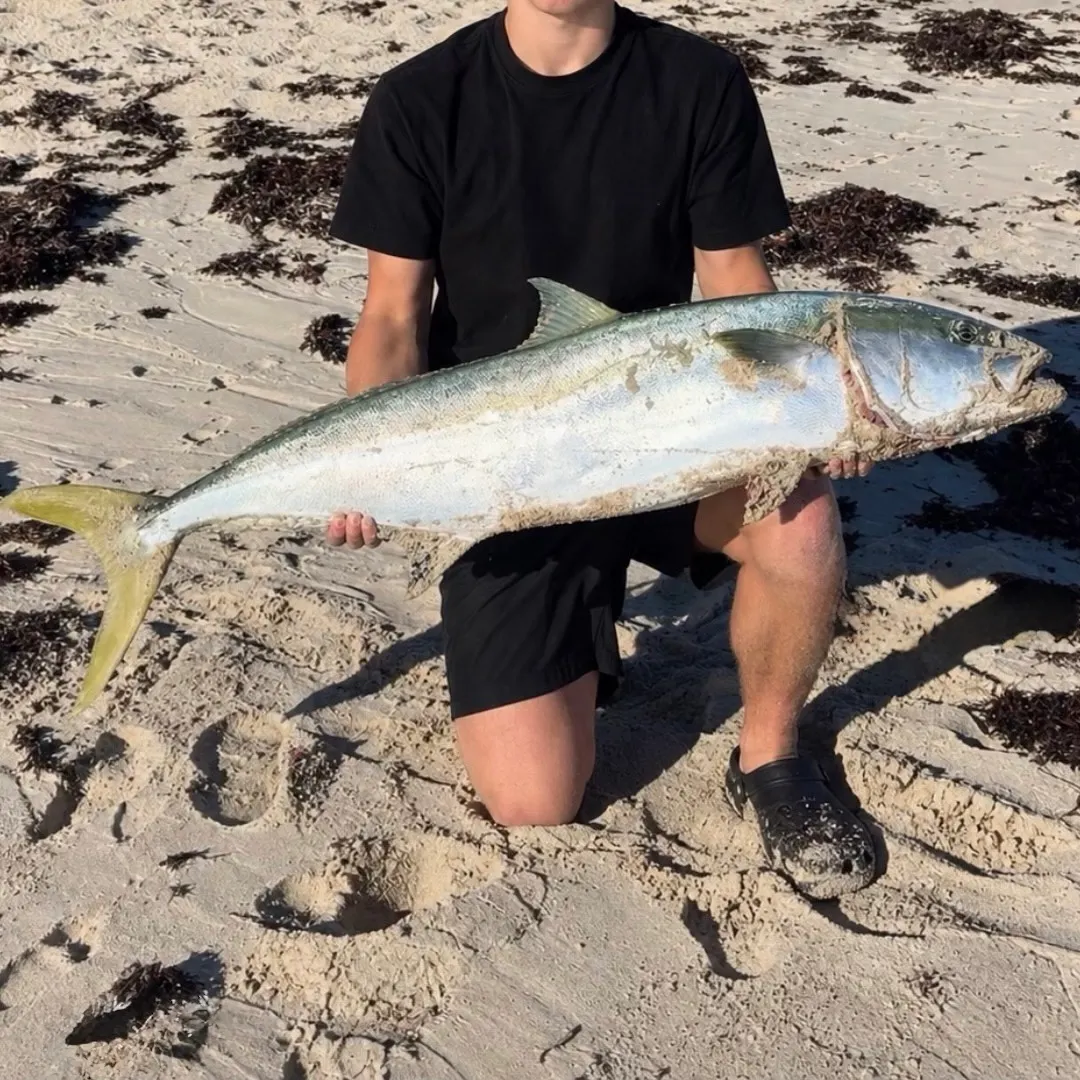 Southern yellowtail amberjack caught on Fishbrain