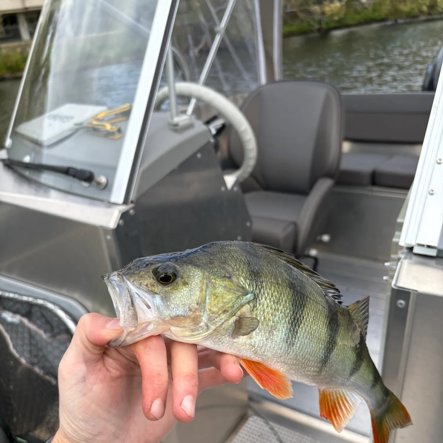 European perch caught on Fishbrain