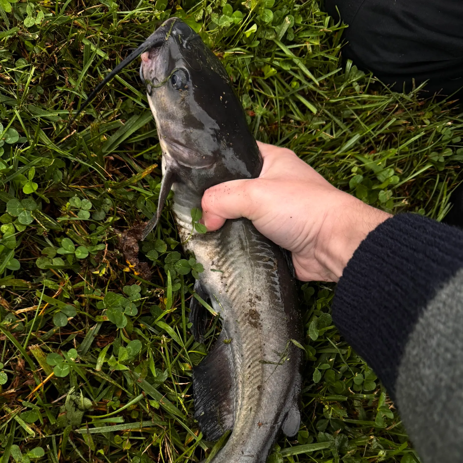 Channel catfish caught on Fishbrain