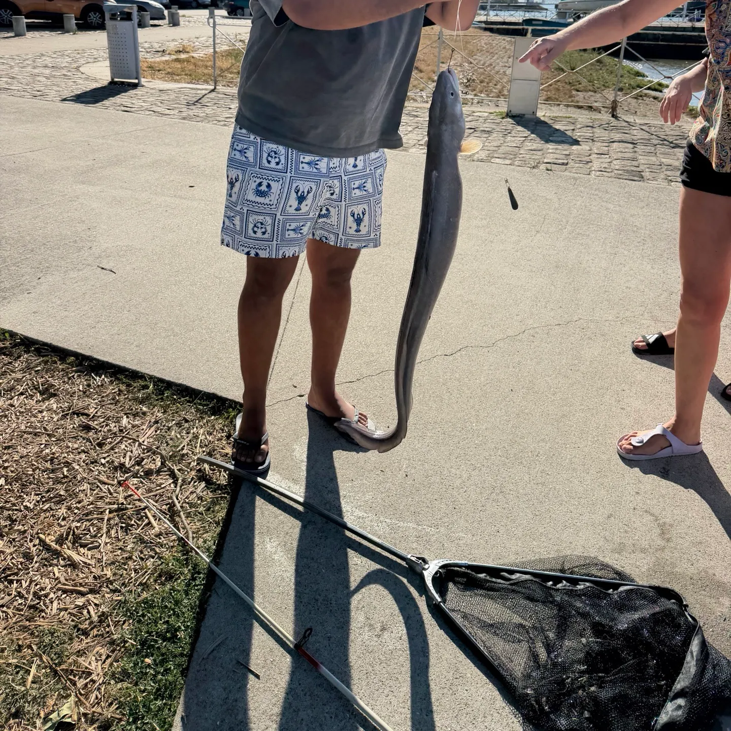 European eel caught on Fishbrain