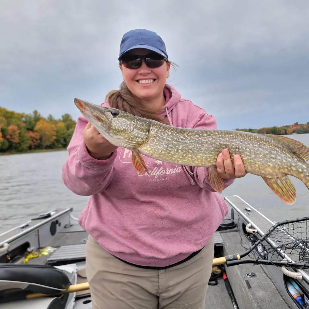 Northern pike caught on Fishbrain