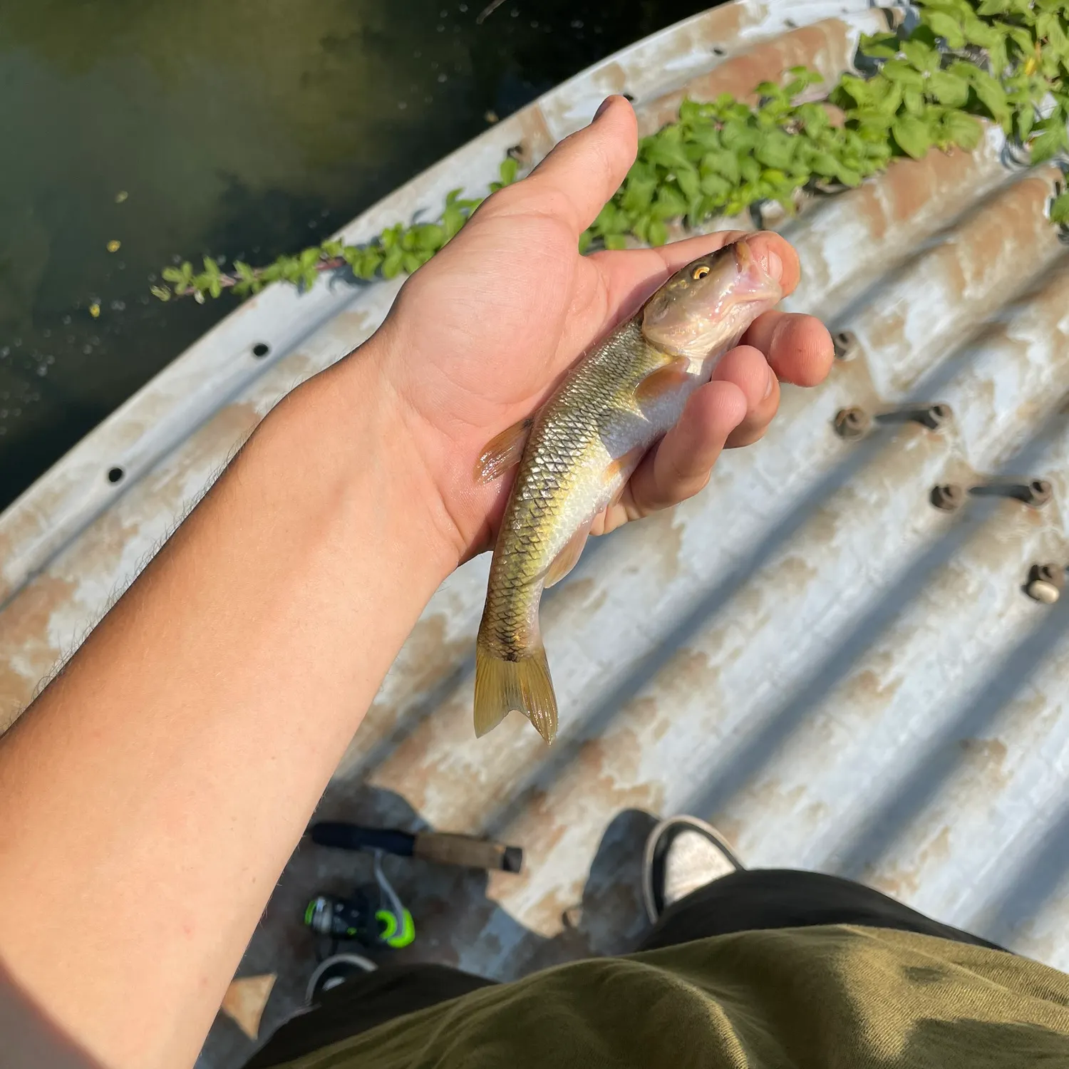 Creek chub caught on Fishbrain