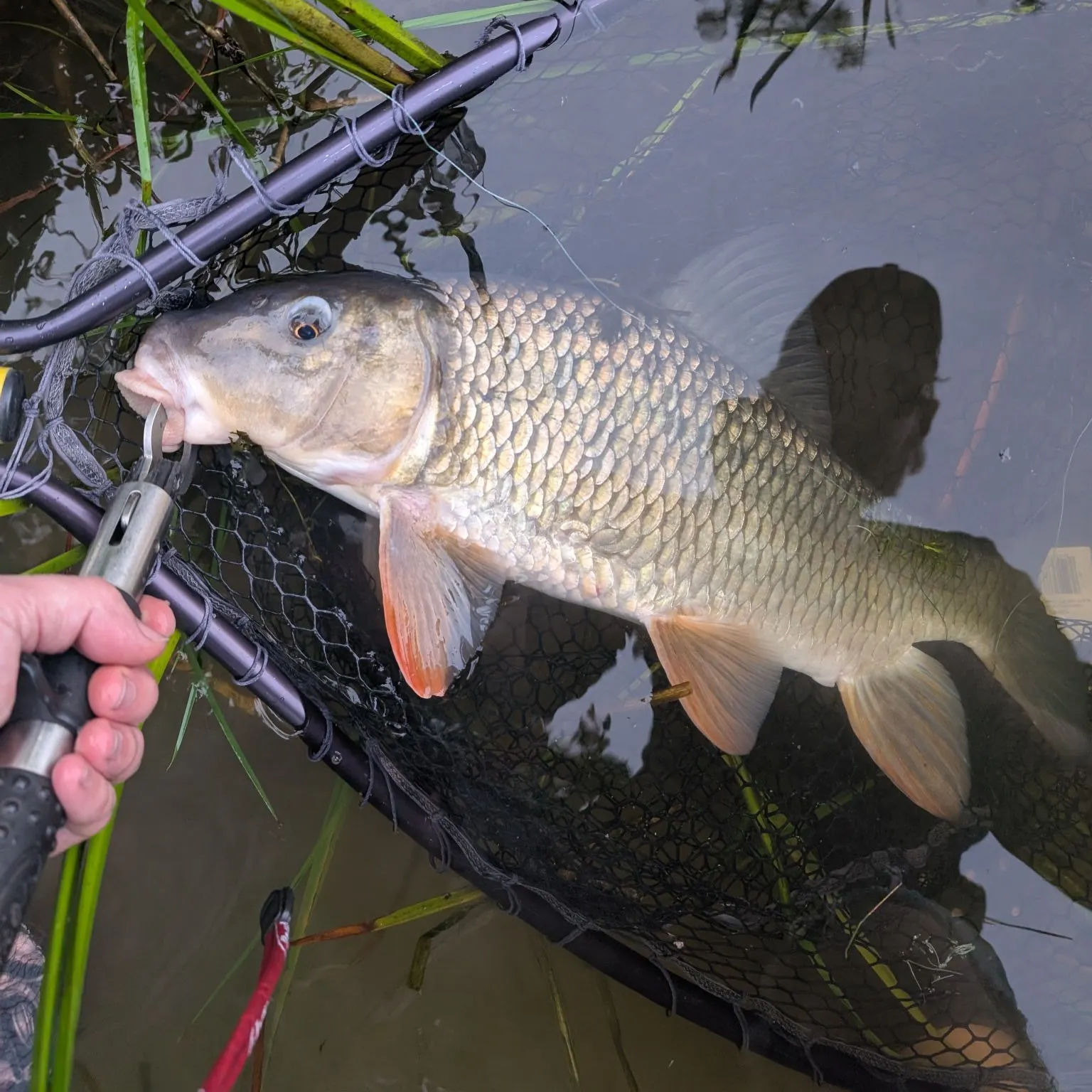 The most recent River redhorse catches on Fishbrain