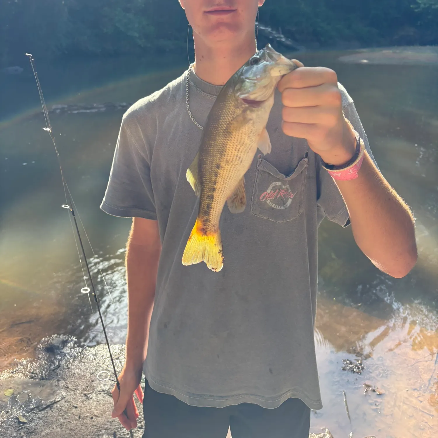 The most recent Altamaha bass catches on Fishbrain