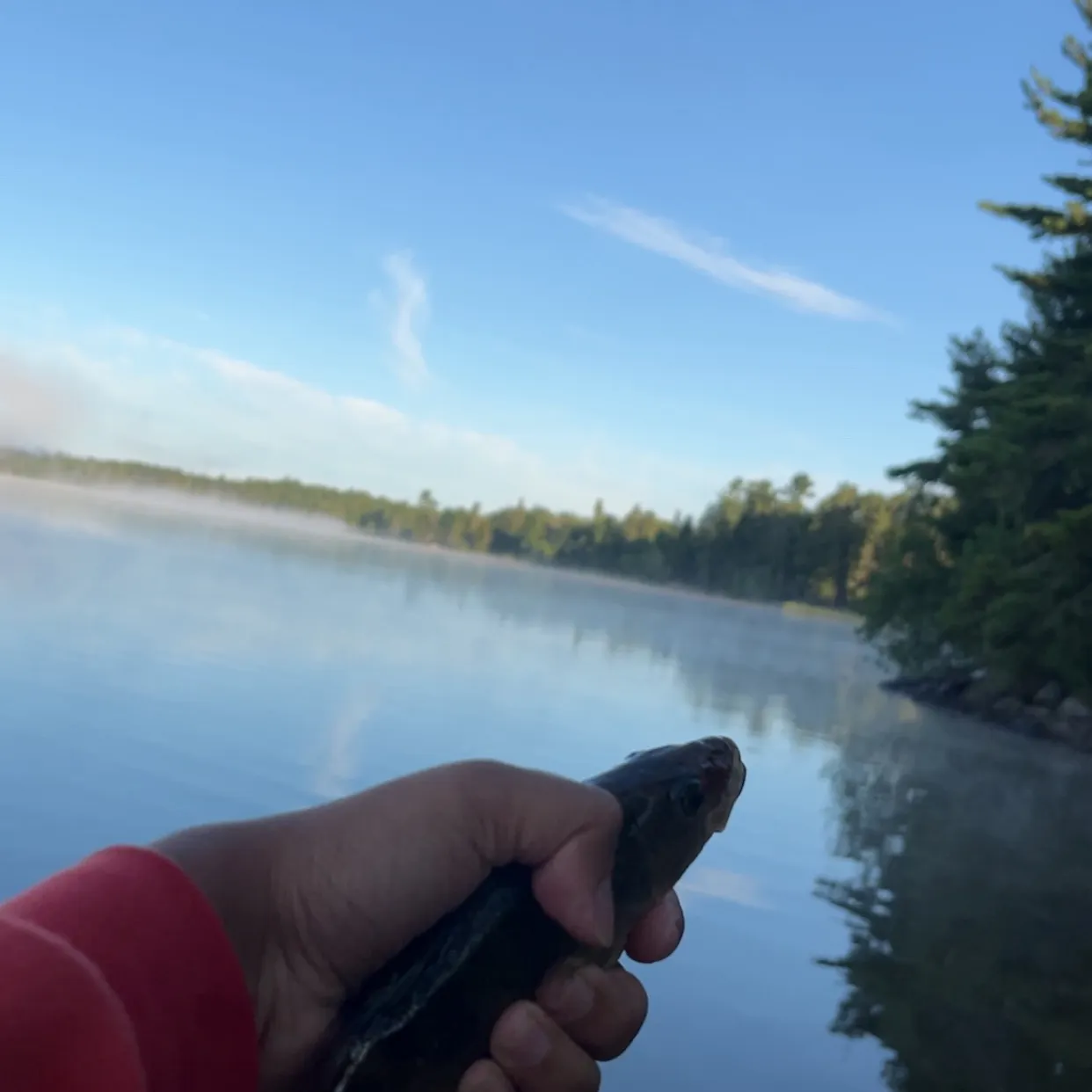 Yellow perch caught on Fishbrain
