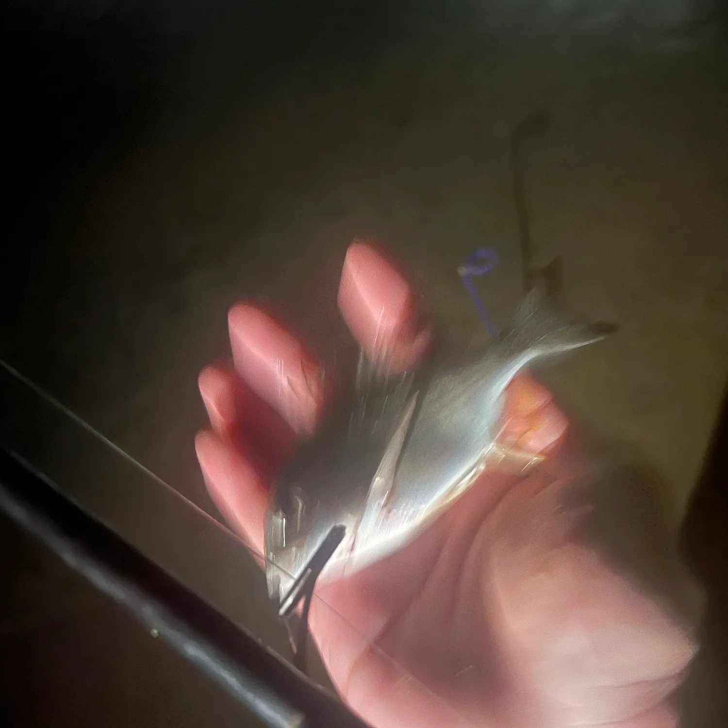 The most recent Surf bream catches on Fishbrain