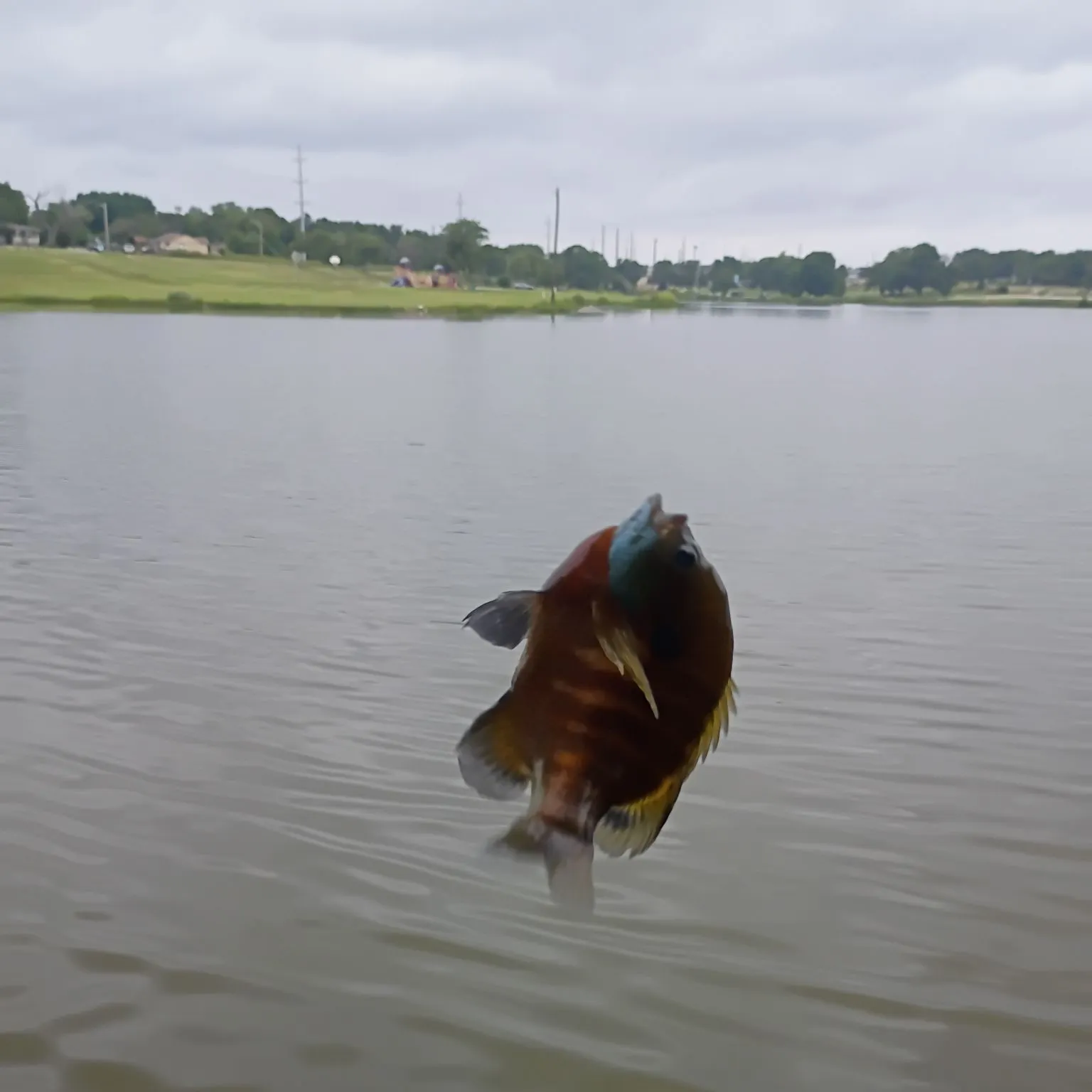 Fishing in Fort Worth, TX (United States) ️️️️ Find Spots, Species & Tips