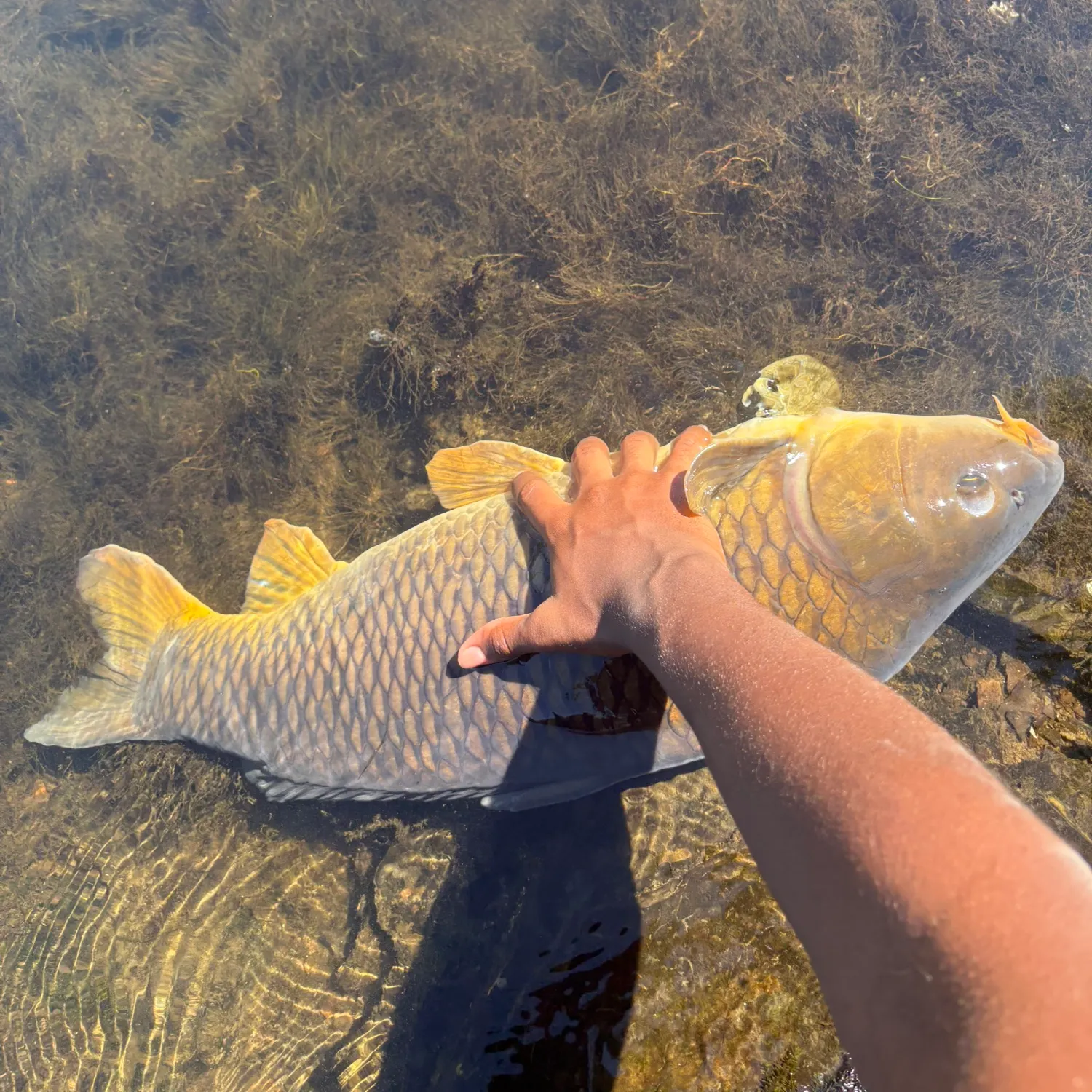 Common carp caught on Fishbrain