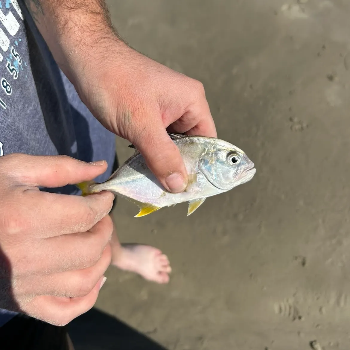 The most recent Southern pompano catches on Fishbrain