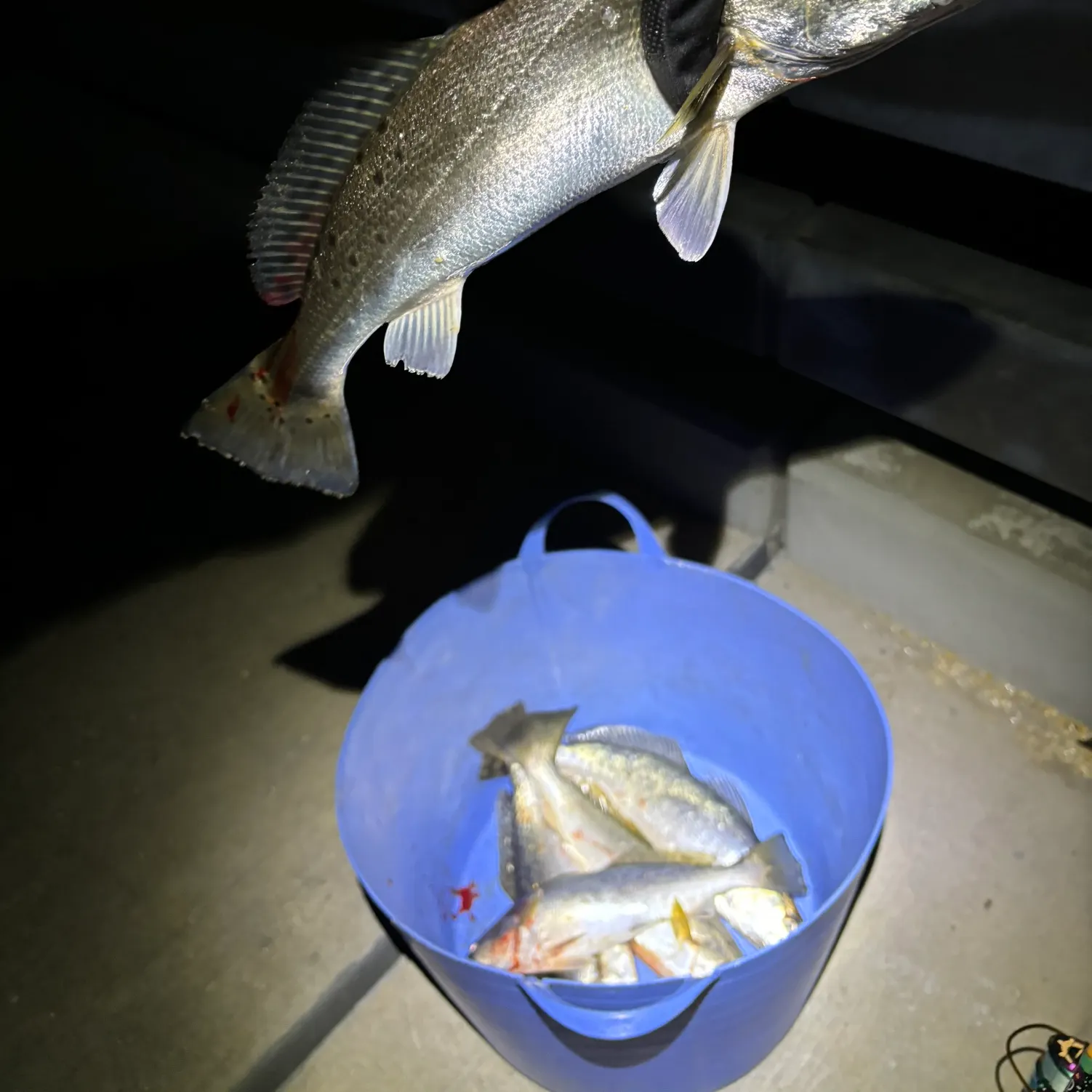 The most recent Spotted seatrout catches on Fishbrain