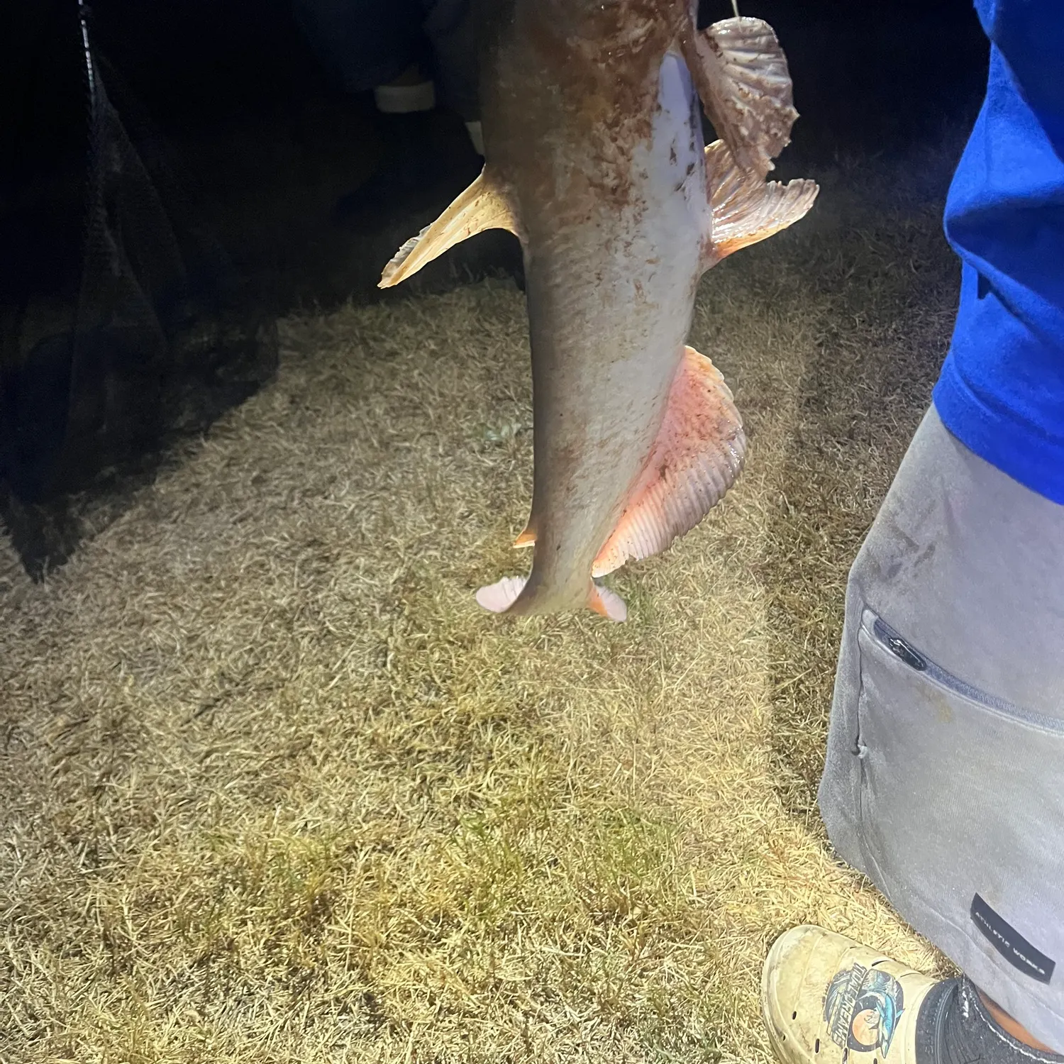 Blue catfish caught on Fishbrain