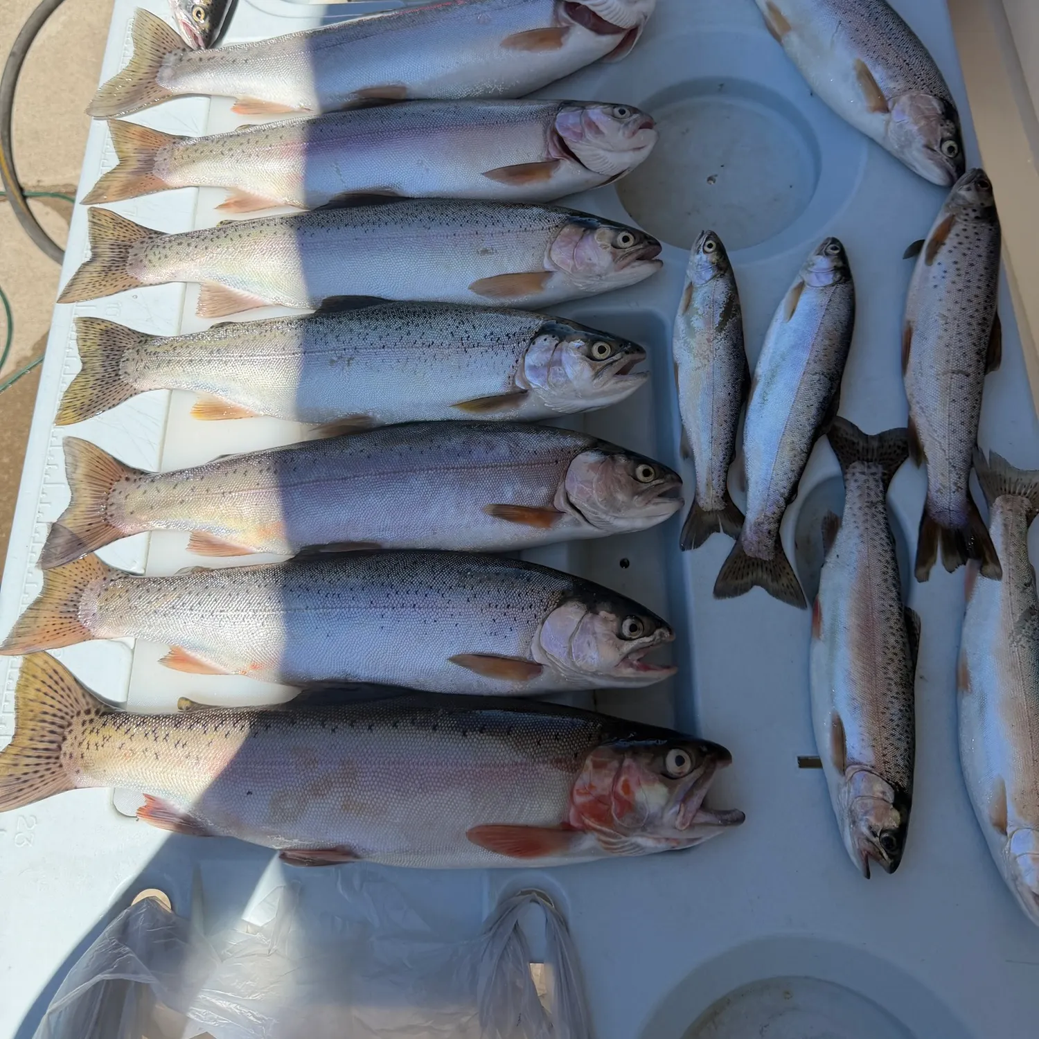 Steelhead caught on Fishbrain