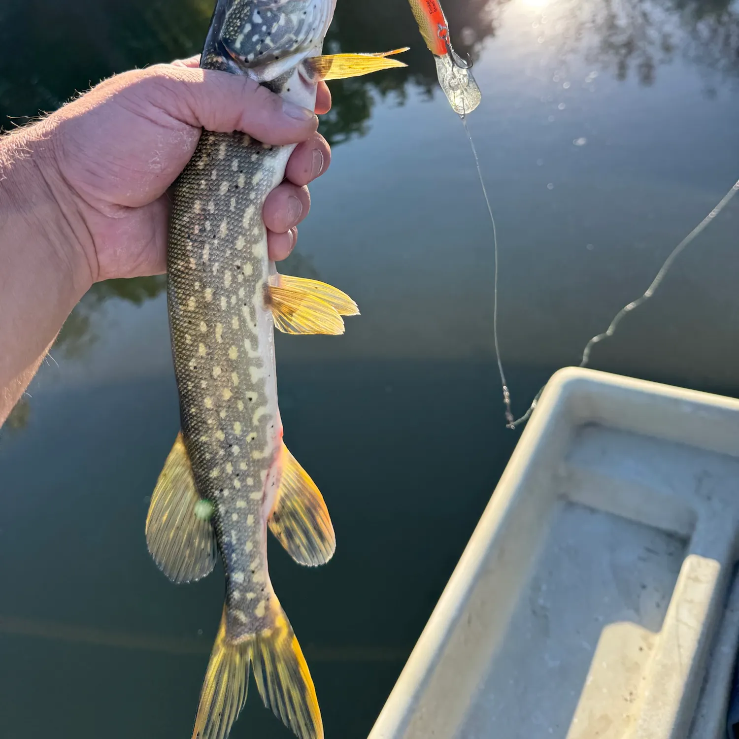 Northern pike caught on Fishbrain