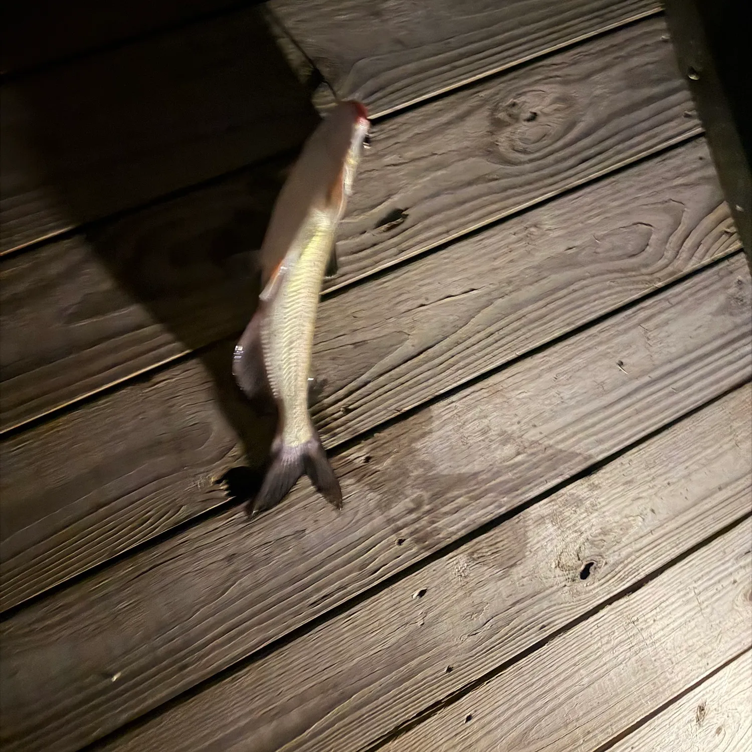 Channel catfish caught on Fishbrain