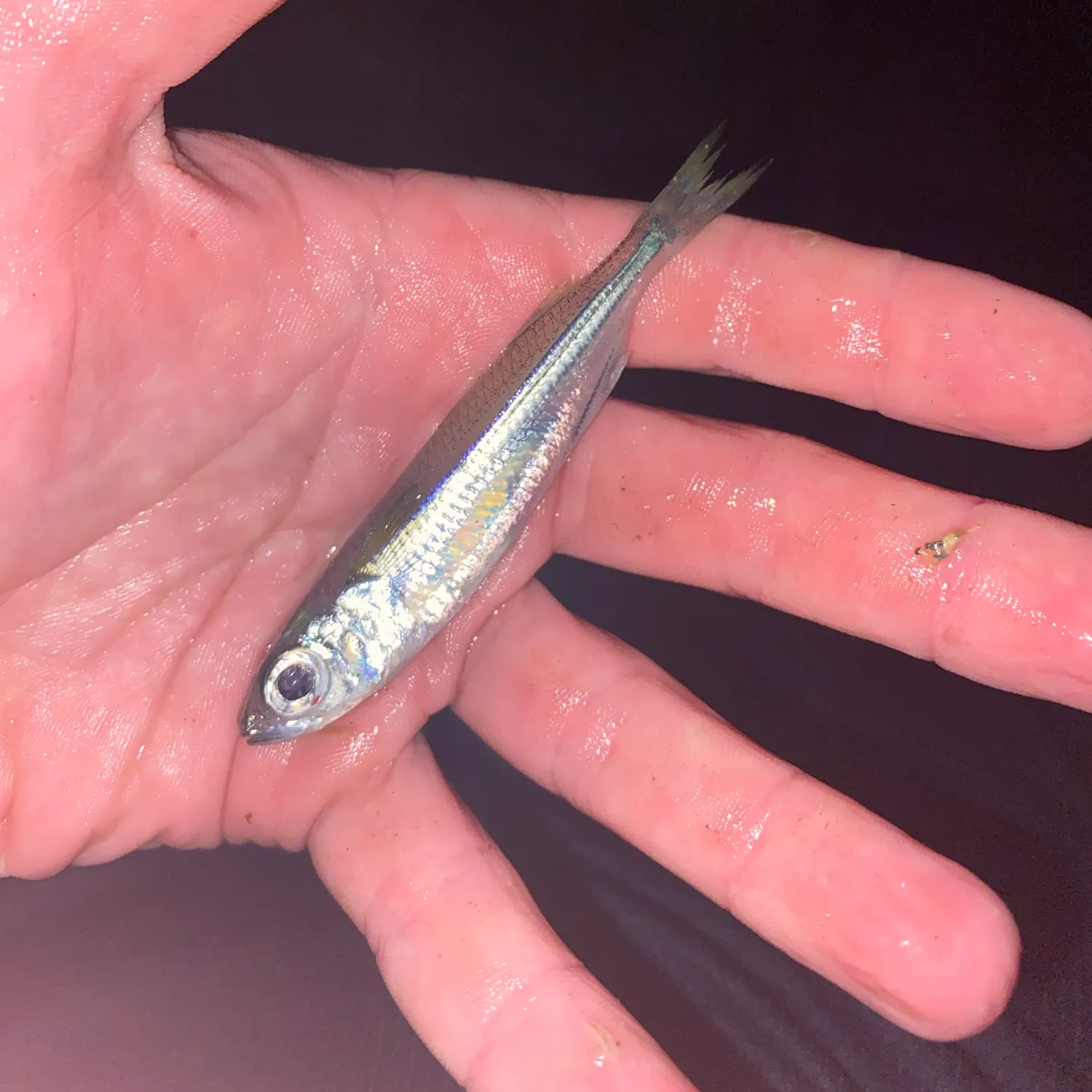 The most recent Hardyhead silverside catches on Fishbrain