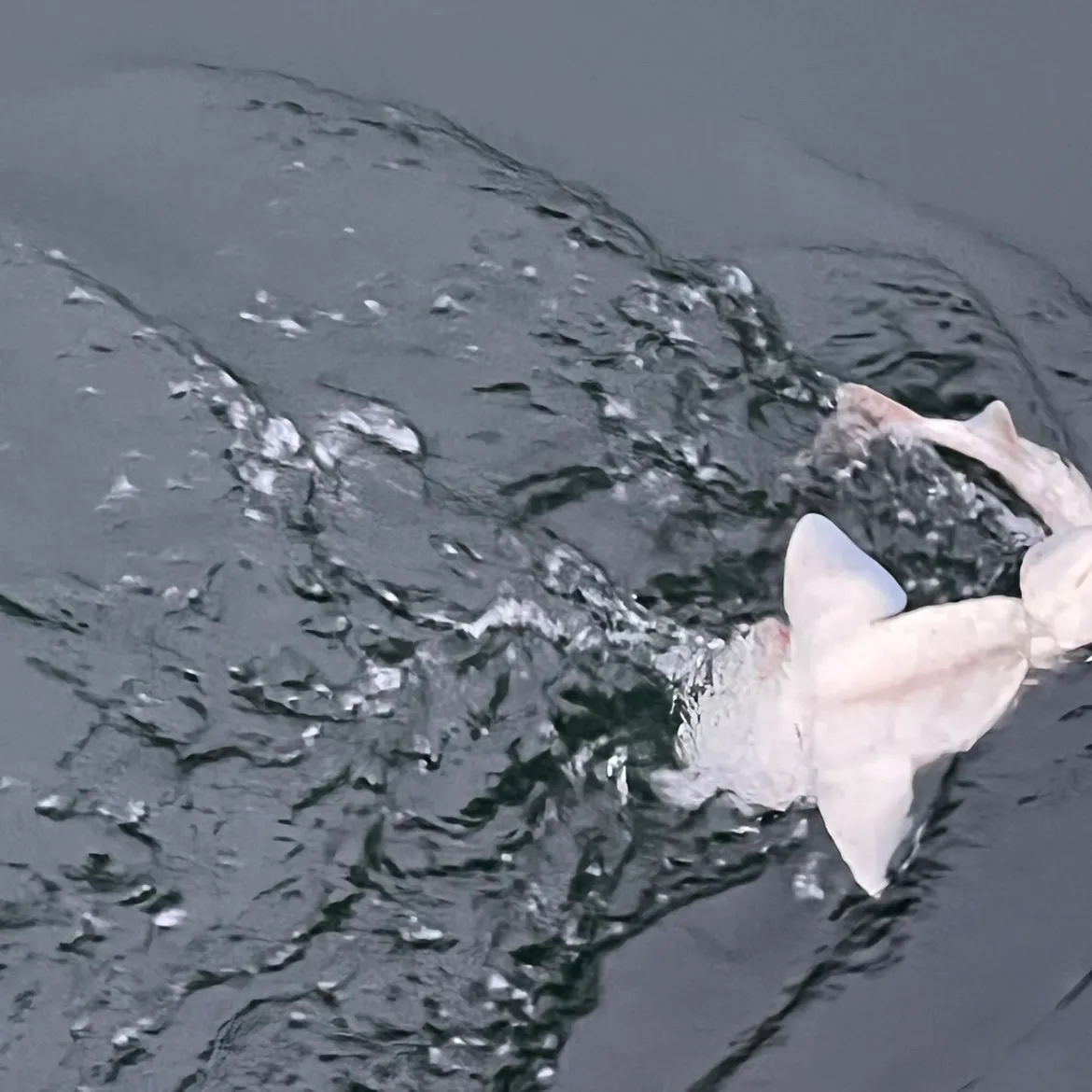 The most recent Draughtsboard shark catches on Fishbrain