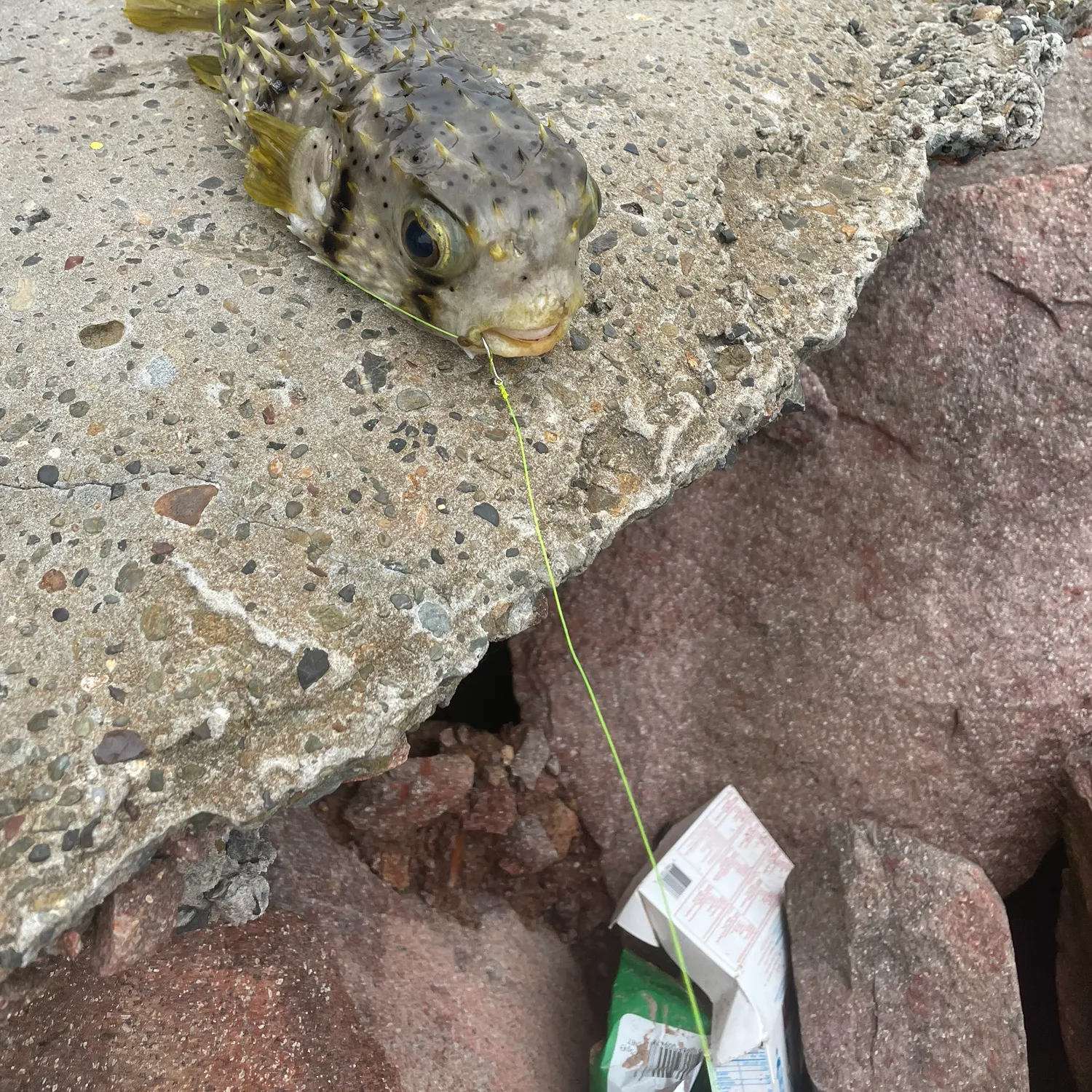 recently logged catches