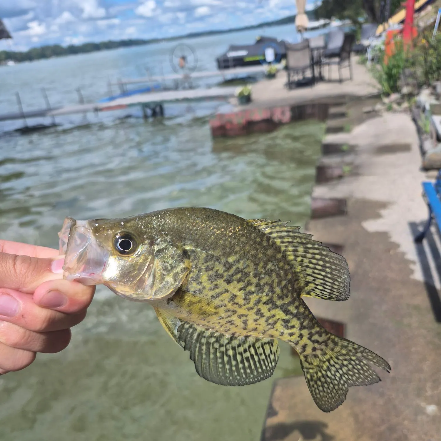 Black crappie caught on Fishbrain