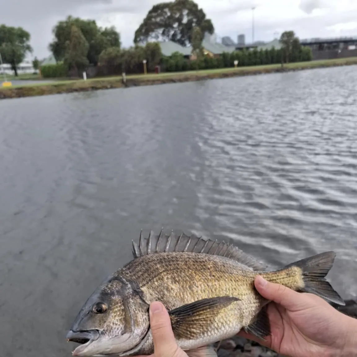 The most recent Southern black bream catches on Fishbrain