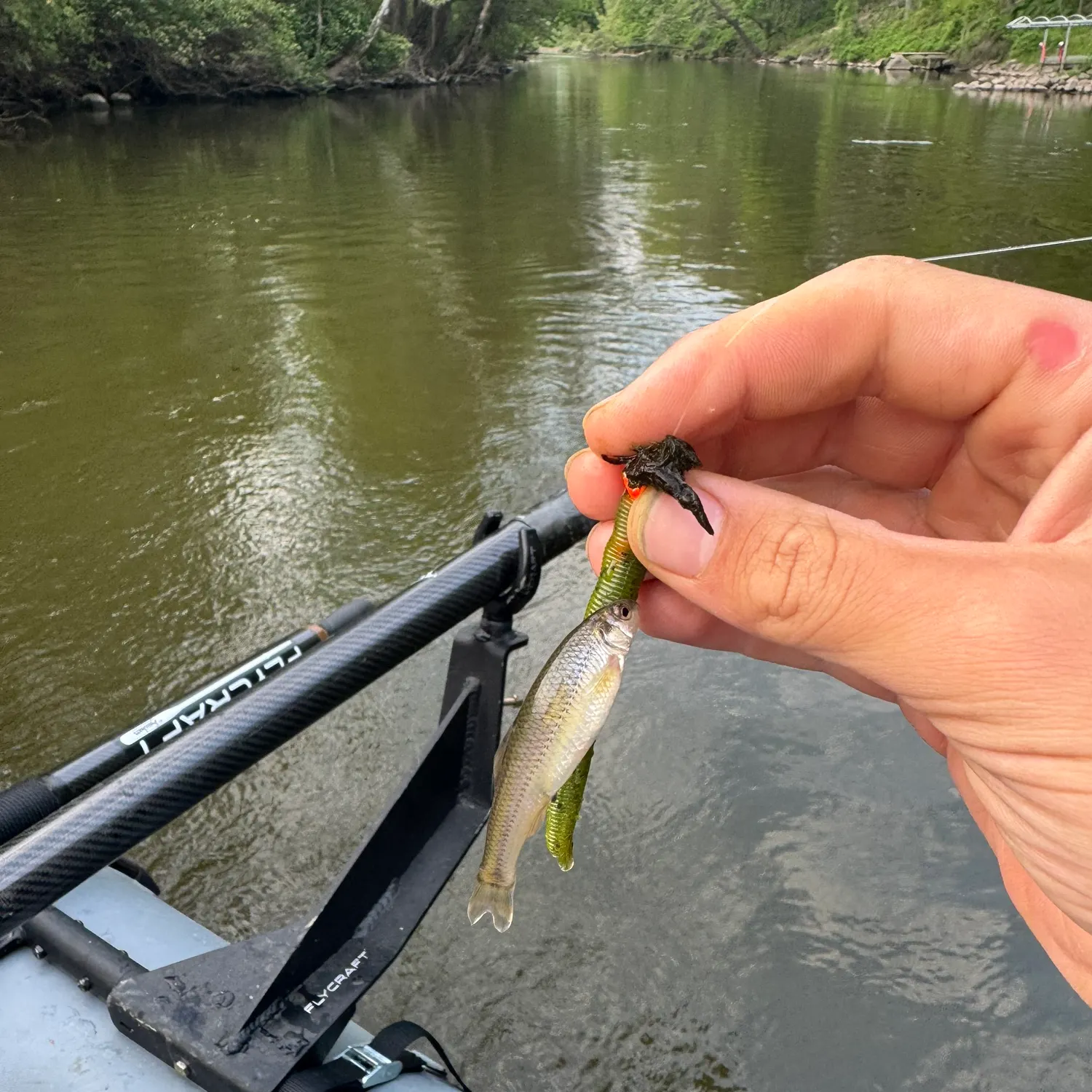 The most recent Emerald shiner catches on Fishbrain