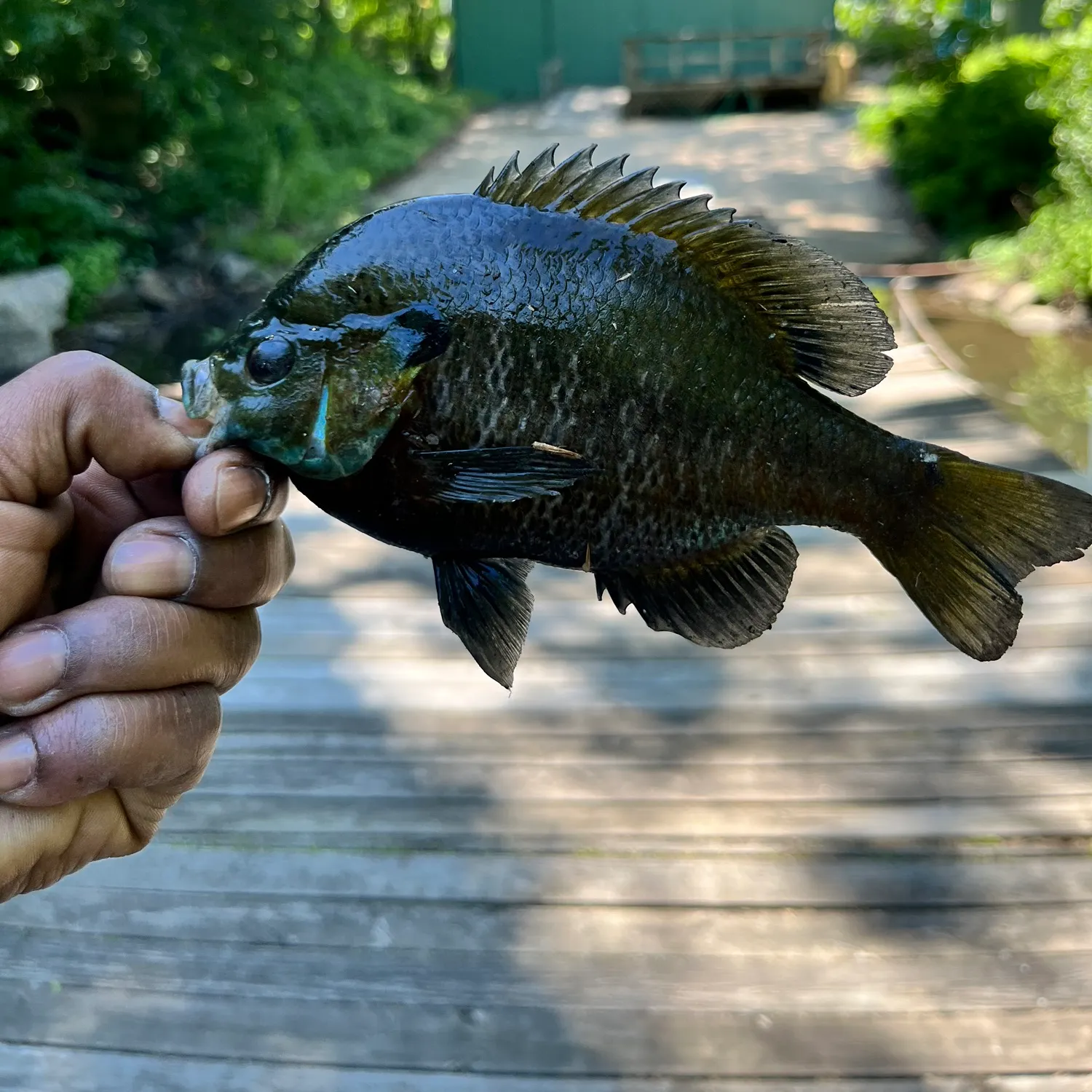 catch