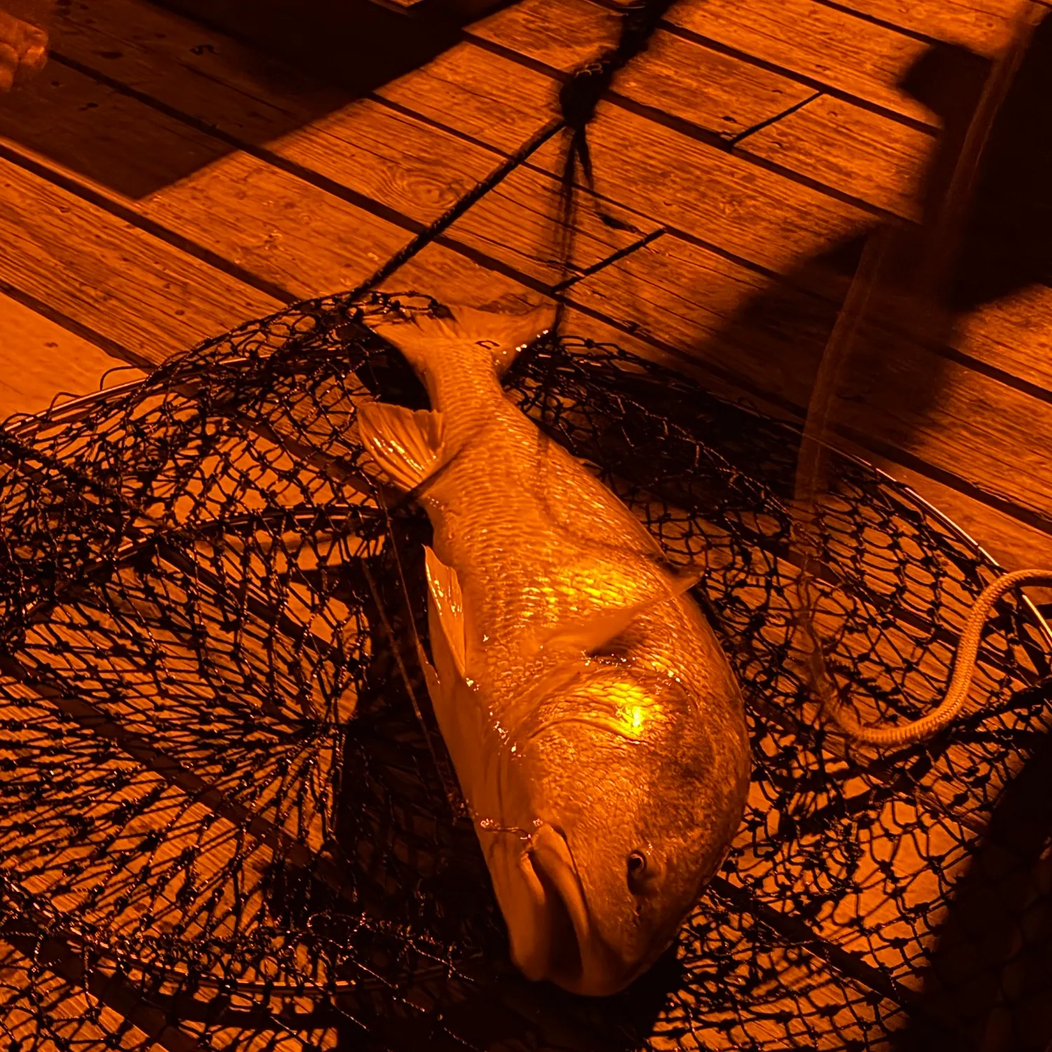 Red drum caught on Fishbrain