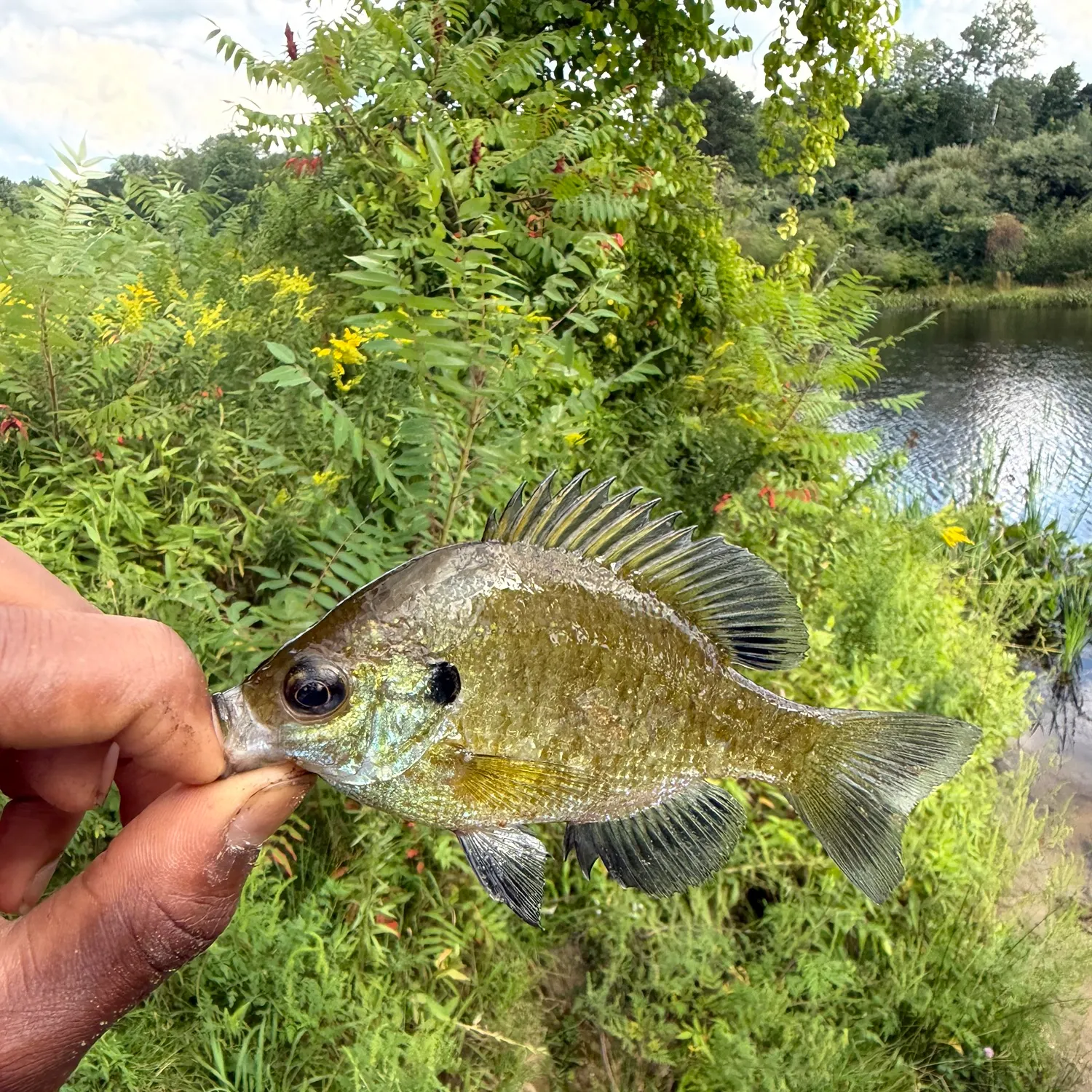 Bluegill caught on Fishbrain