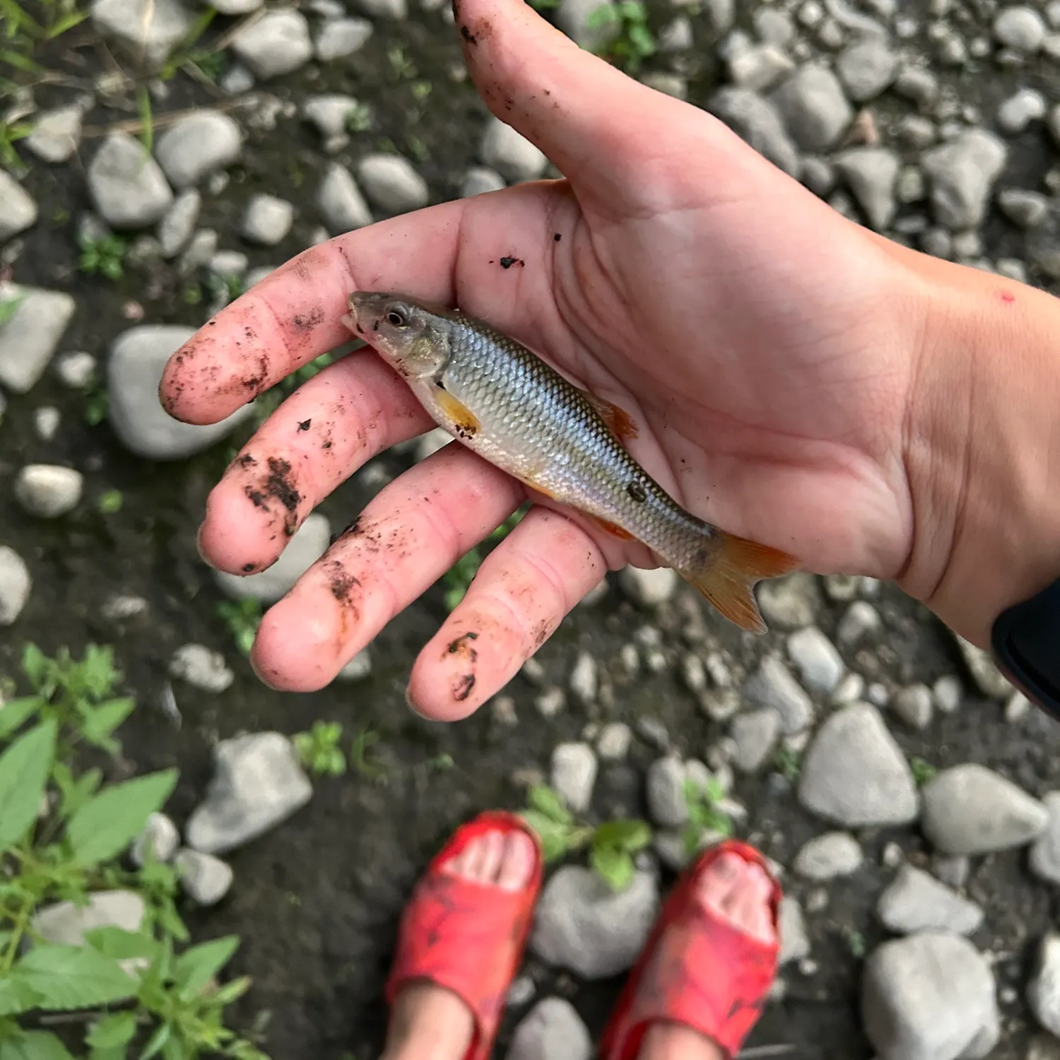 Hornyhead chub caught on Fishbrain