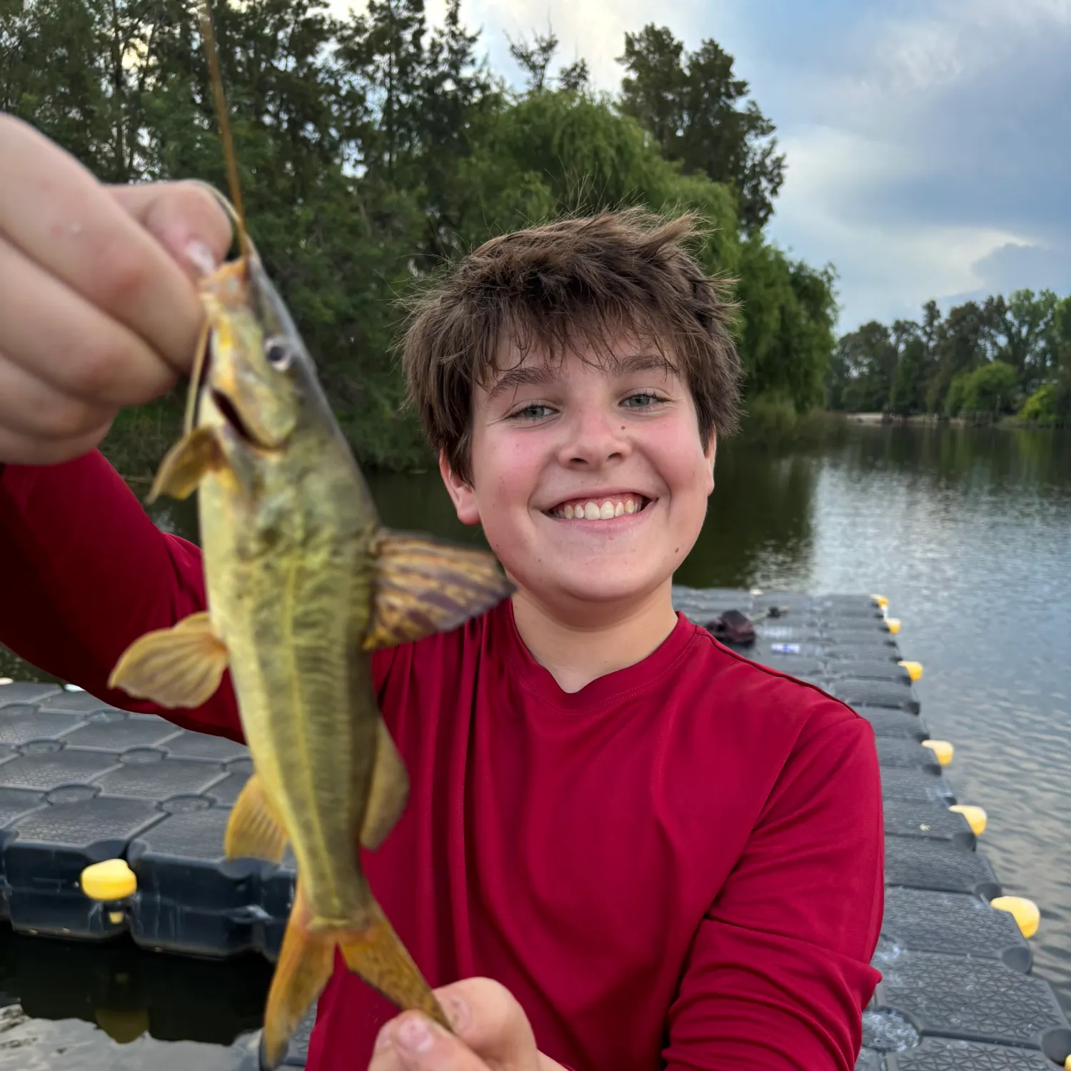 The most recent Spotted pimelodus catches on Fishbrain