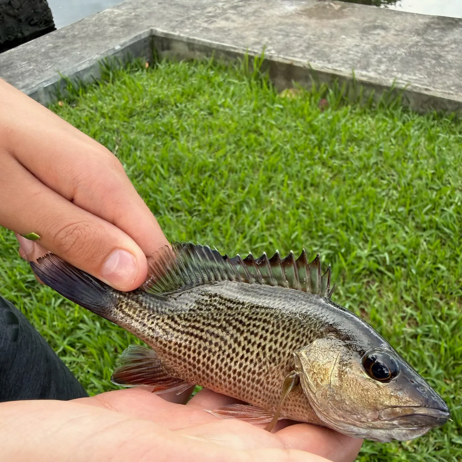Mangrove snapper caught on Fishbrain