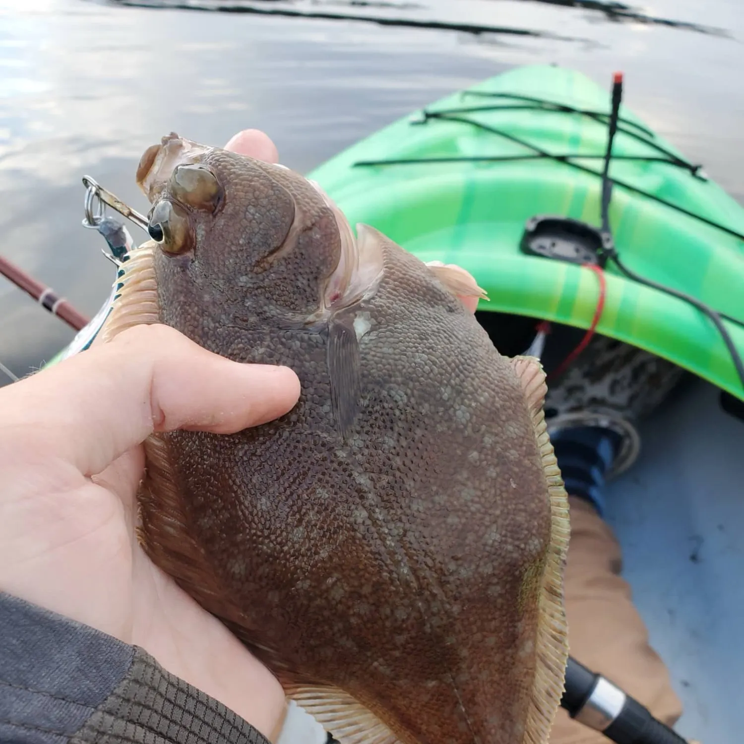 English sole caught on Fishbrain