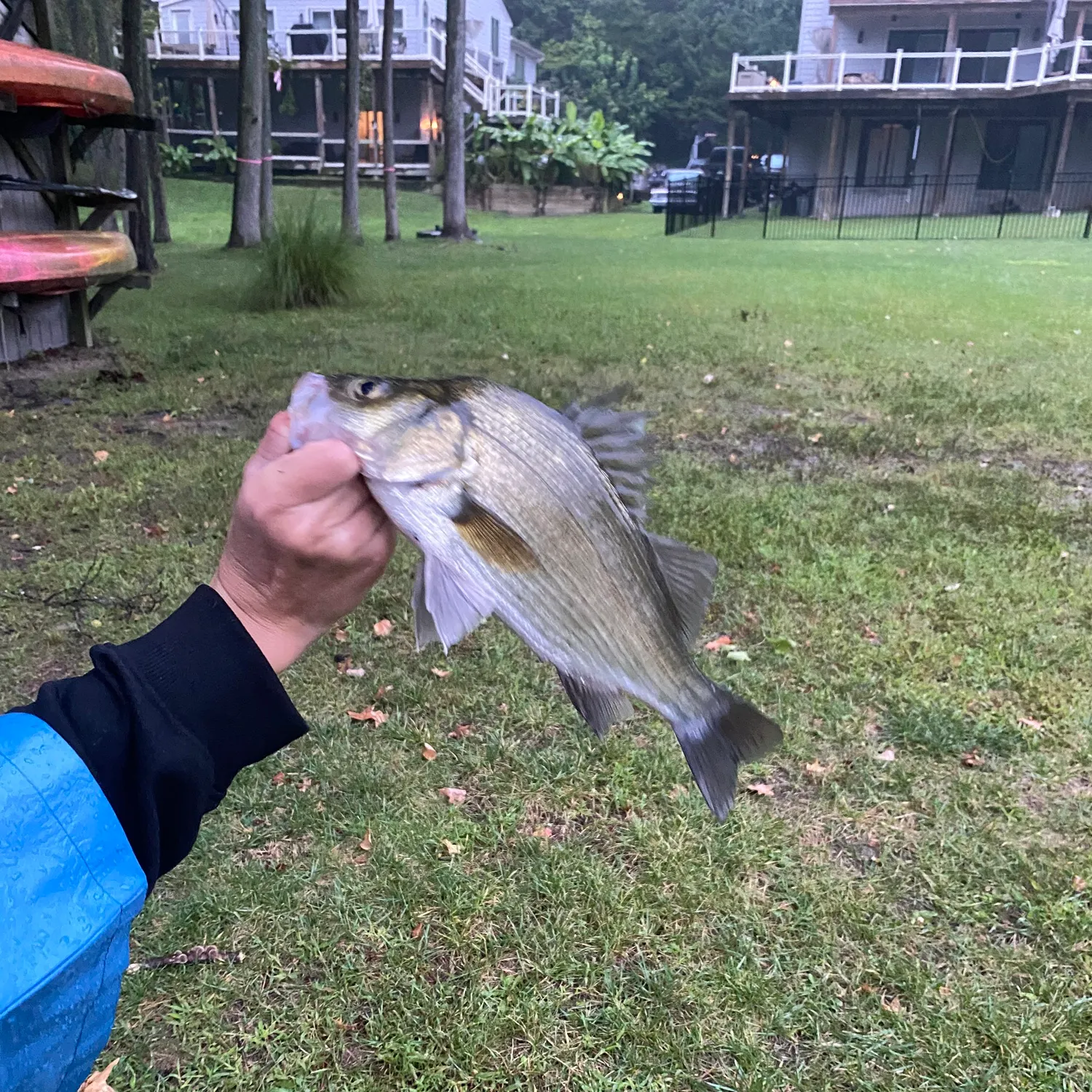 White perch caught on Fishbrain