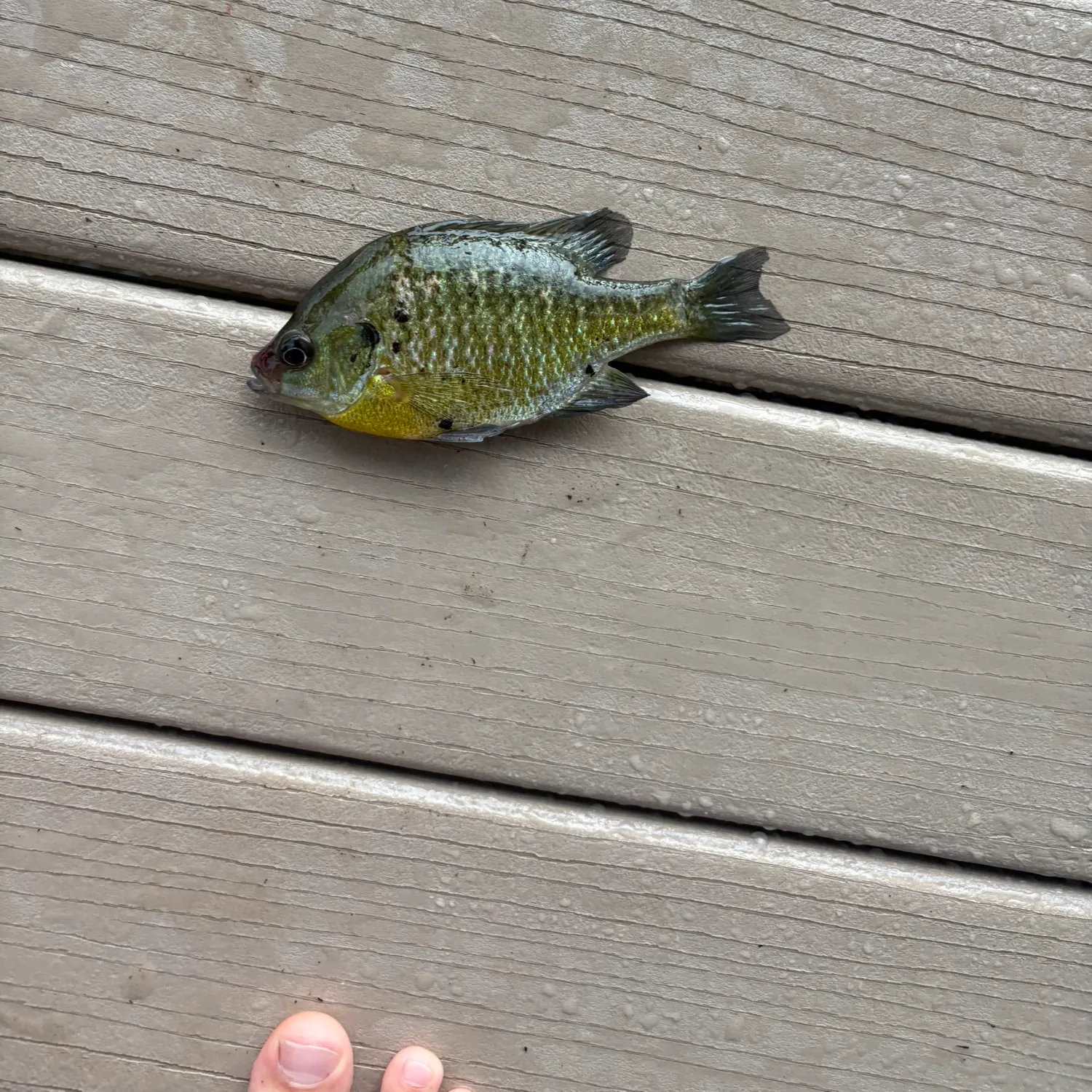 Bluegill caught on Fishbrain