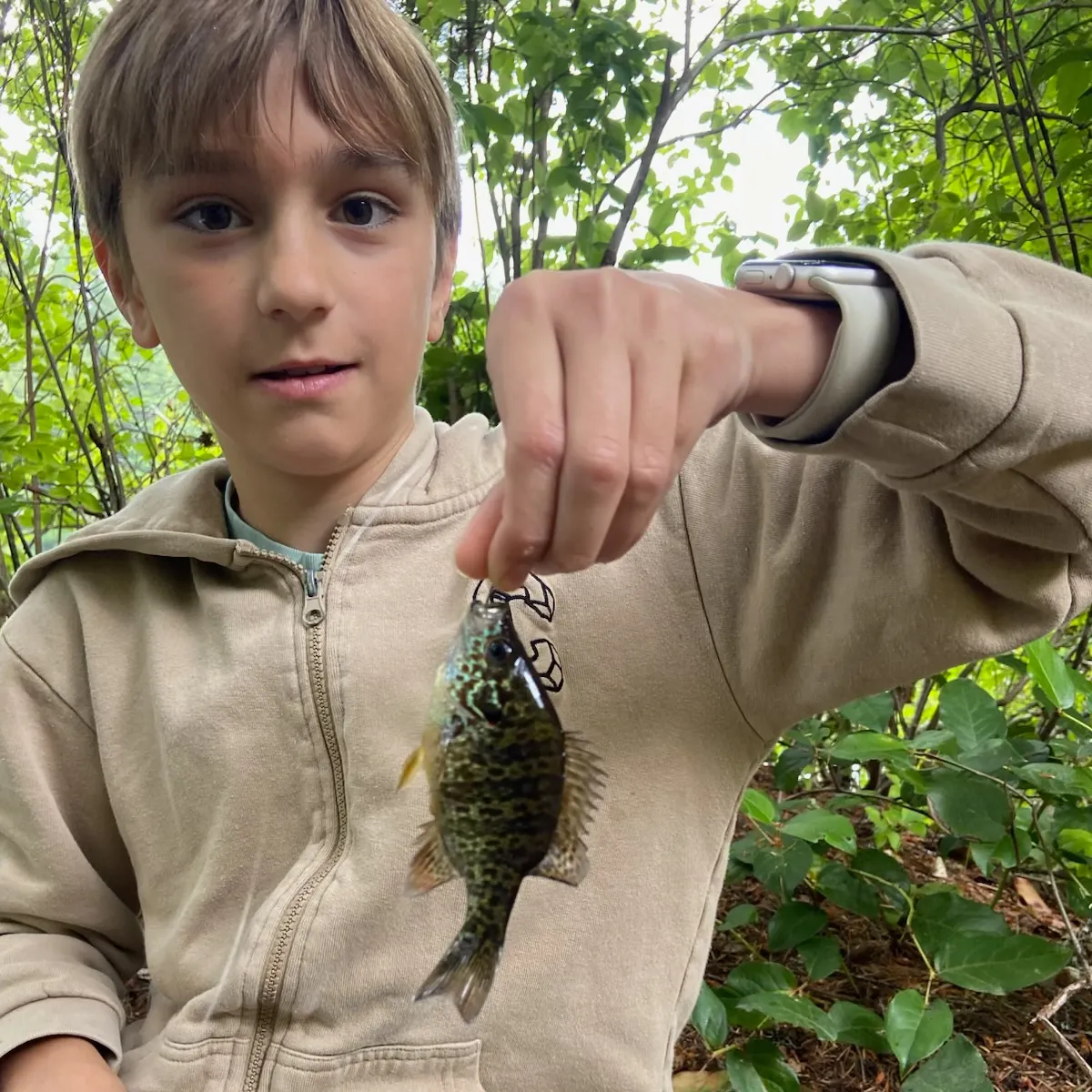 Pumpkinseed caught on Fishbrain