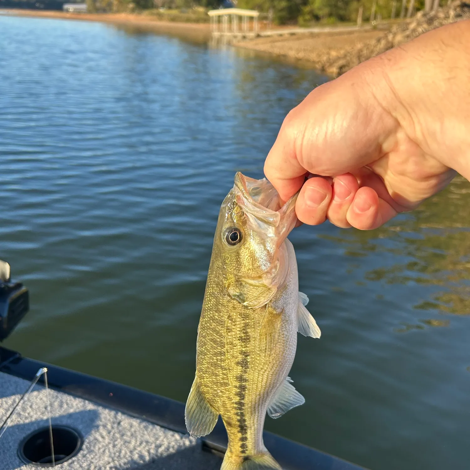 Fish caught on Fishbrain