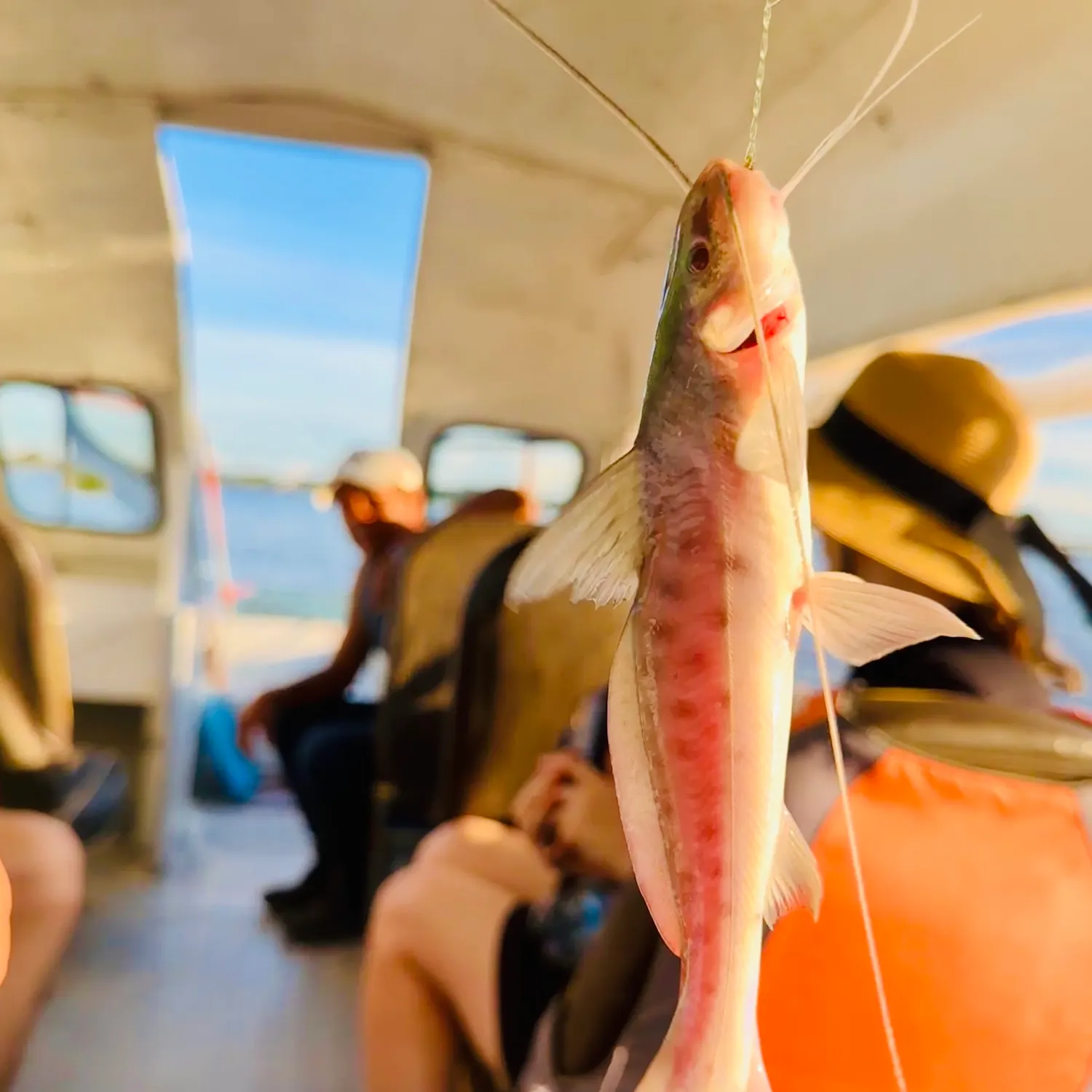The most recent Amazon sailfin catfish catches on Fishbrain
