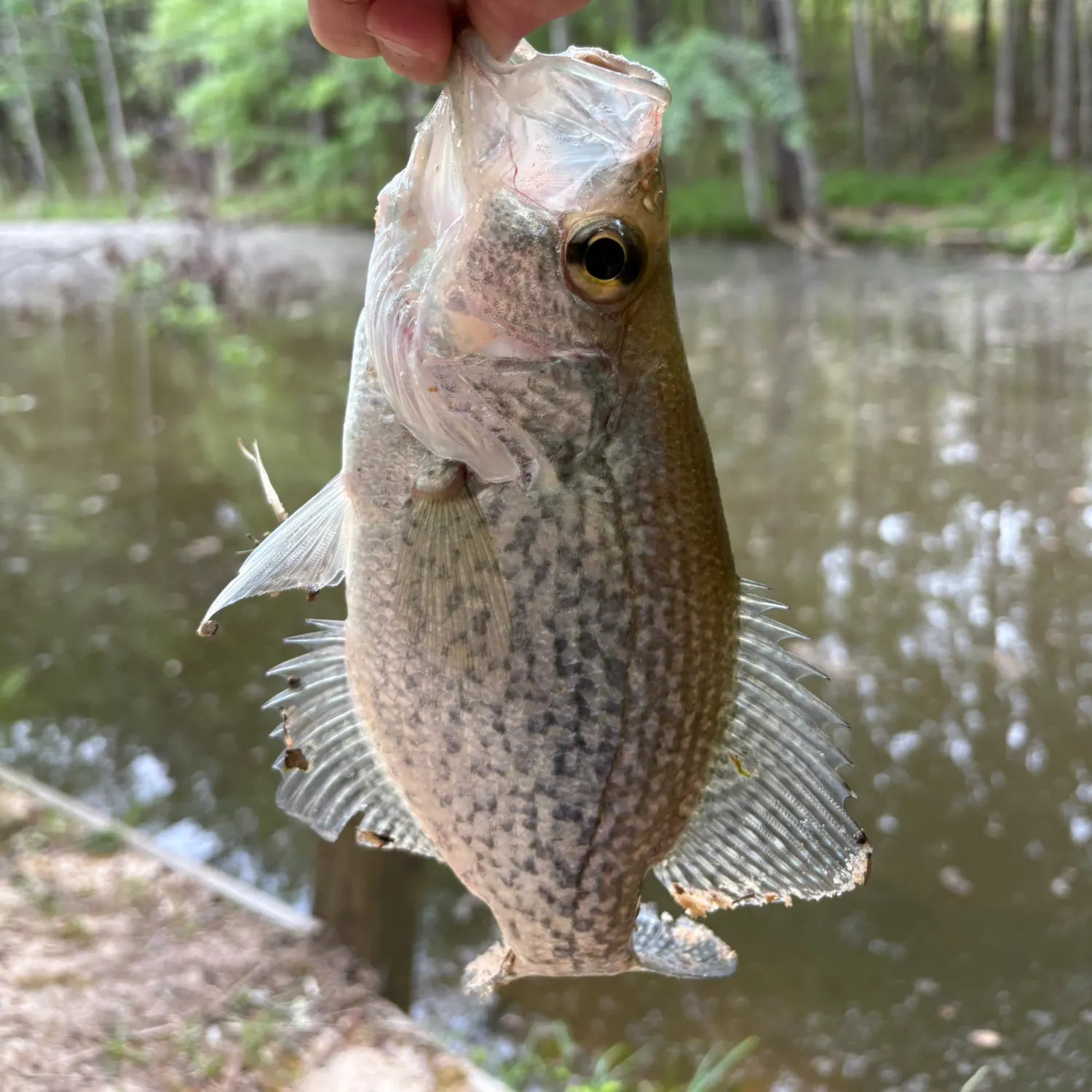 Black crappie caught on Fishbrain